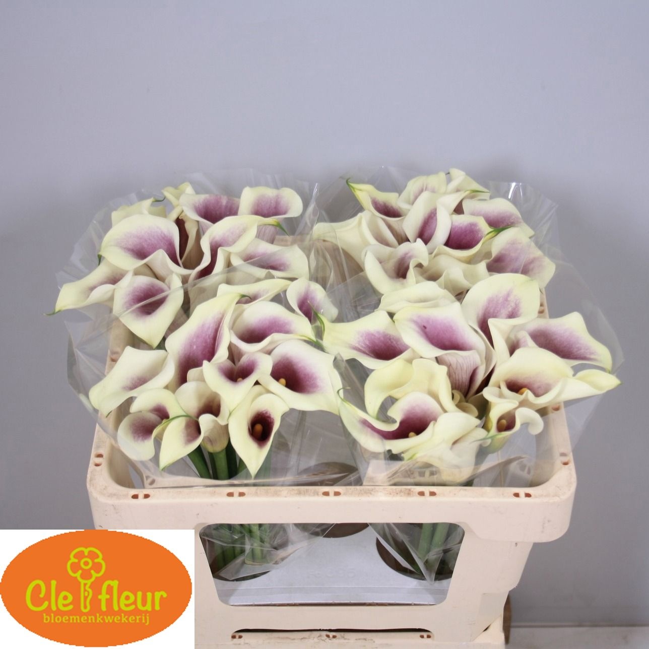 Calla Picasso 50cm