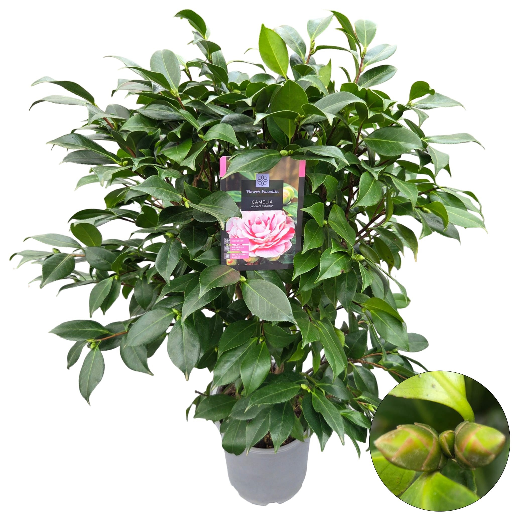 Camellia jap. 'Bicolour'