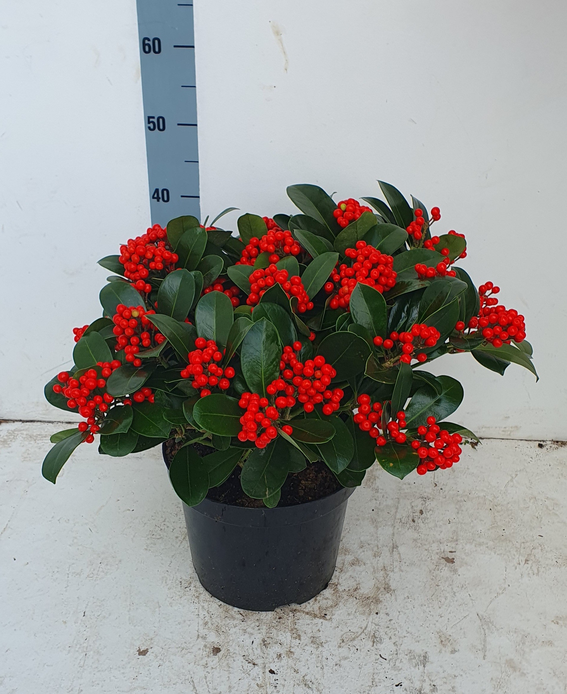 Picture of Skimmia japonica Veitchii P26 (7.5 Ltr) 25/trusses (LOOSE)