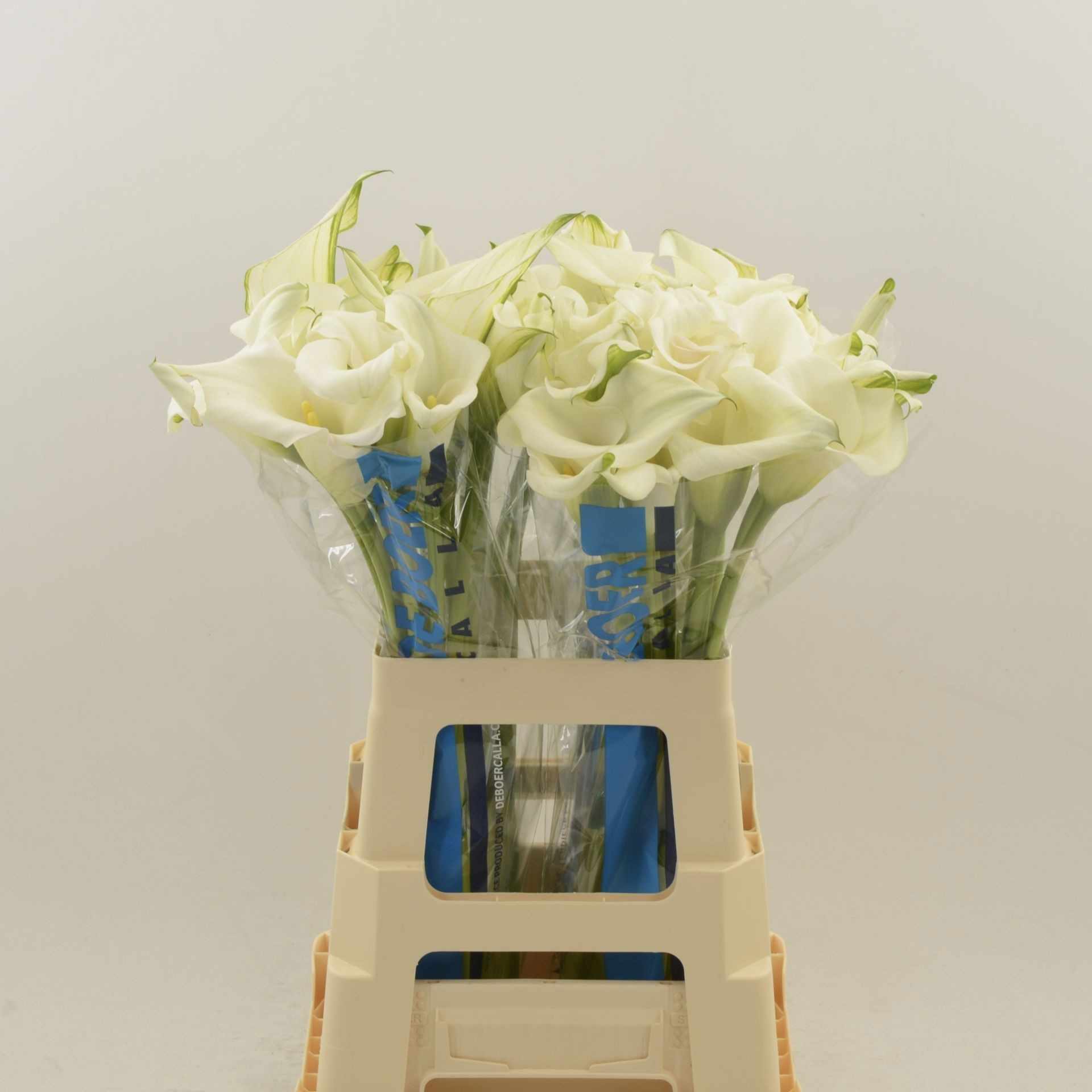 Calla Capt Ventura 60cm