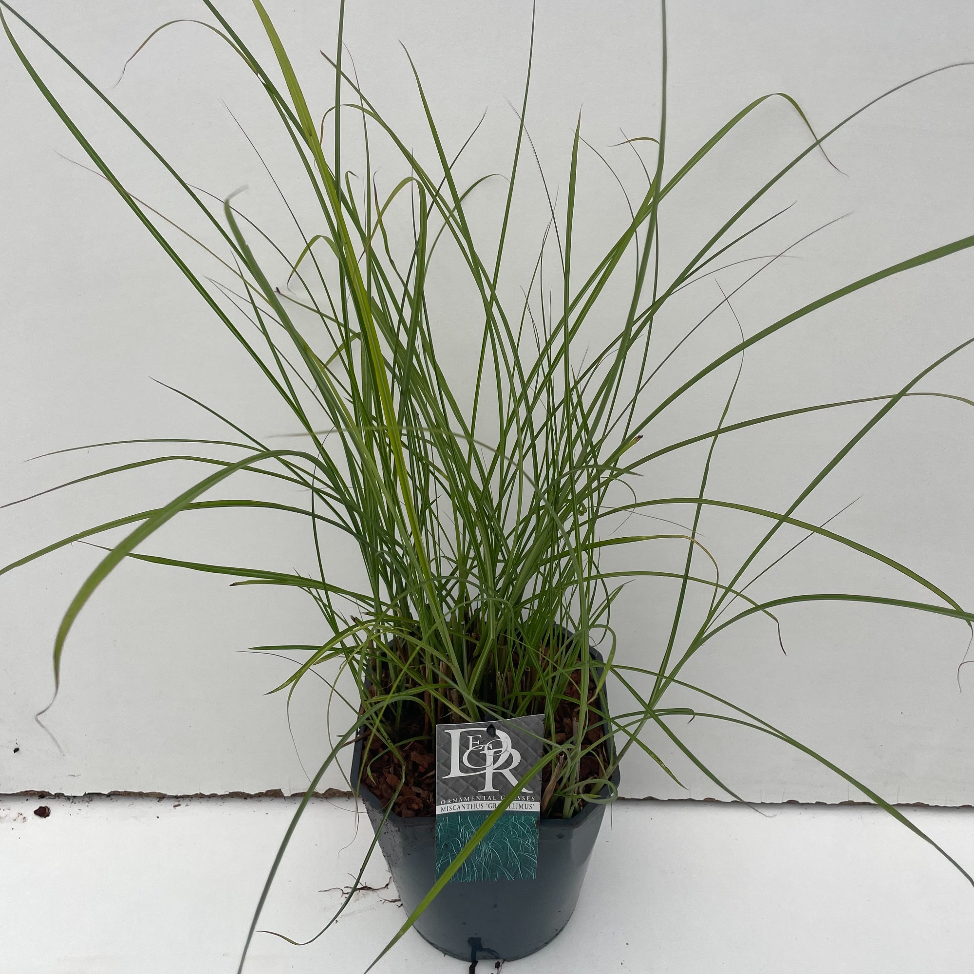 Picture of Miscanthus Gracillimus P23 (5 Ltr) SQUARE