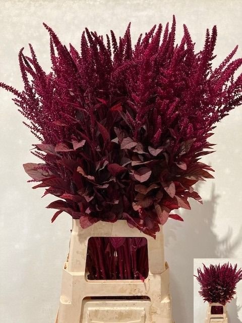 Amaranthus Upright Gruen Velvet 70cm