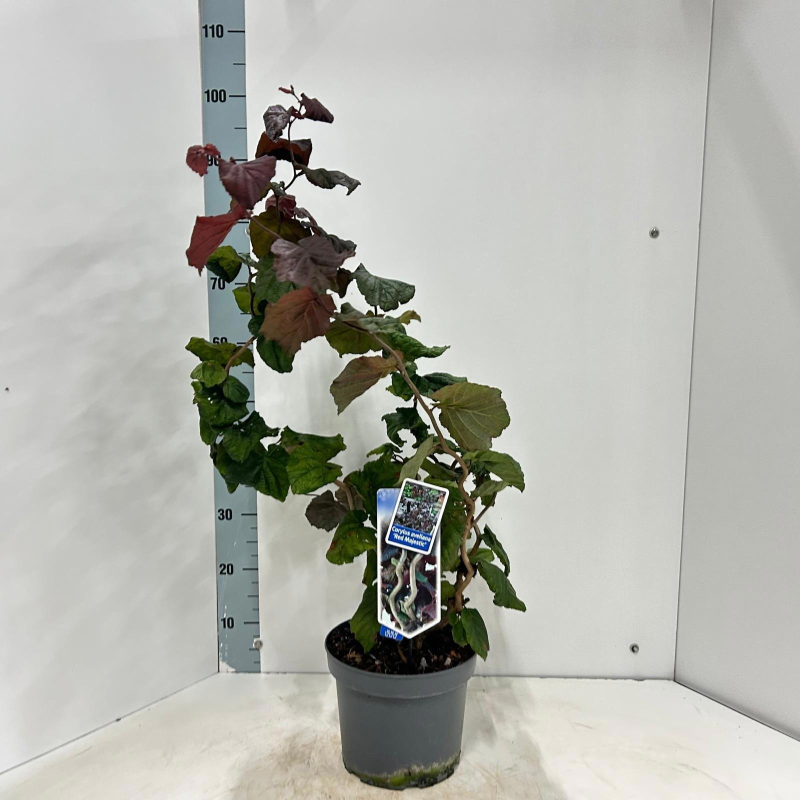 Corylus a. 'Red Majestic'
