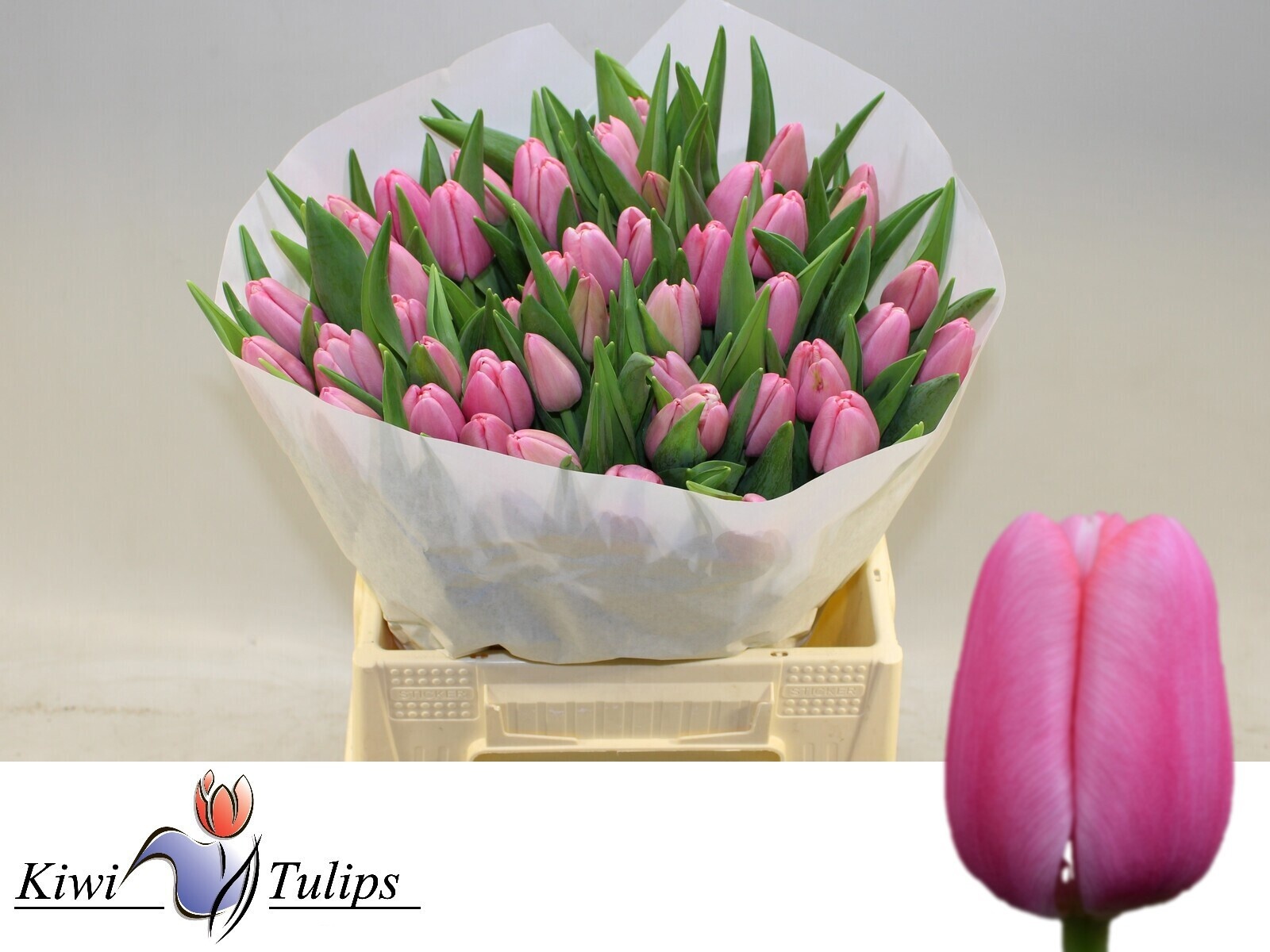 Tulipa Tresor 40cm 42gram