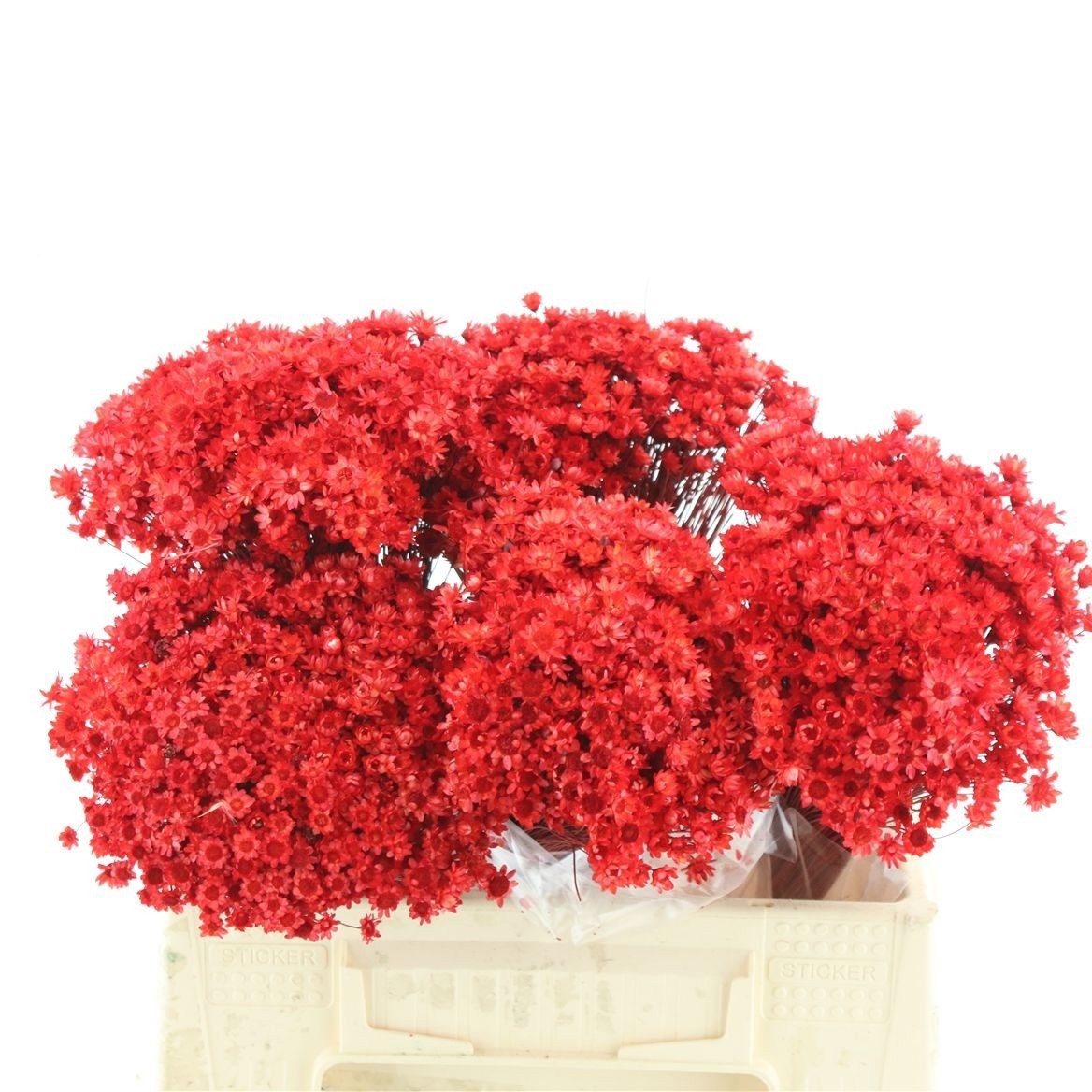 Dried/preserved Flowers Misc 50cm 50gram