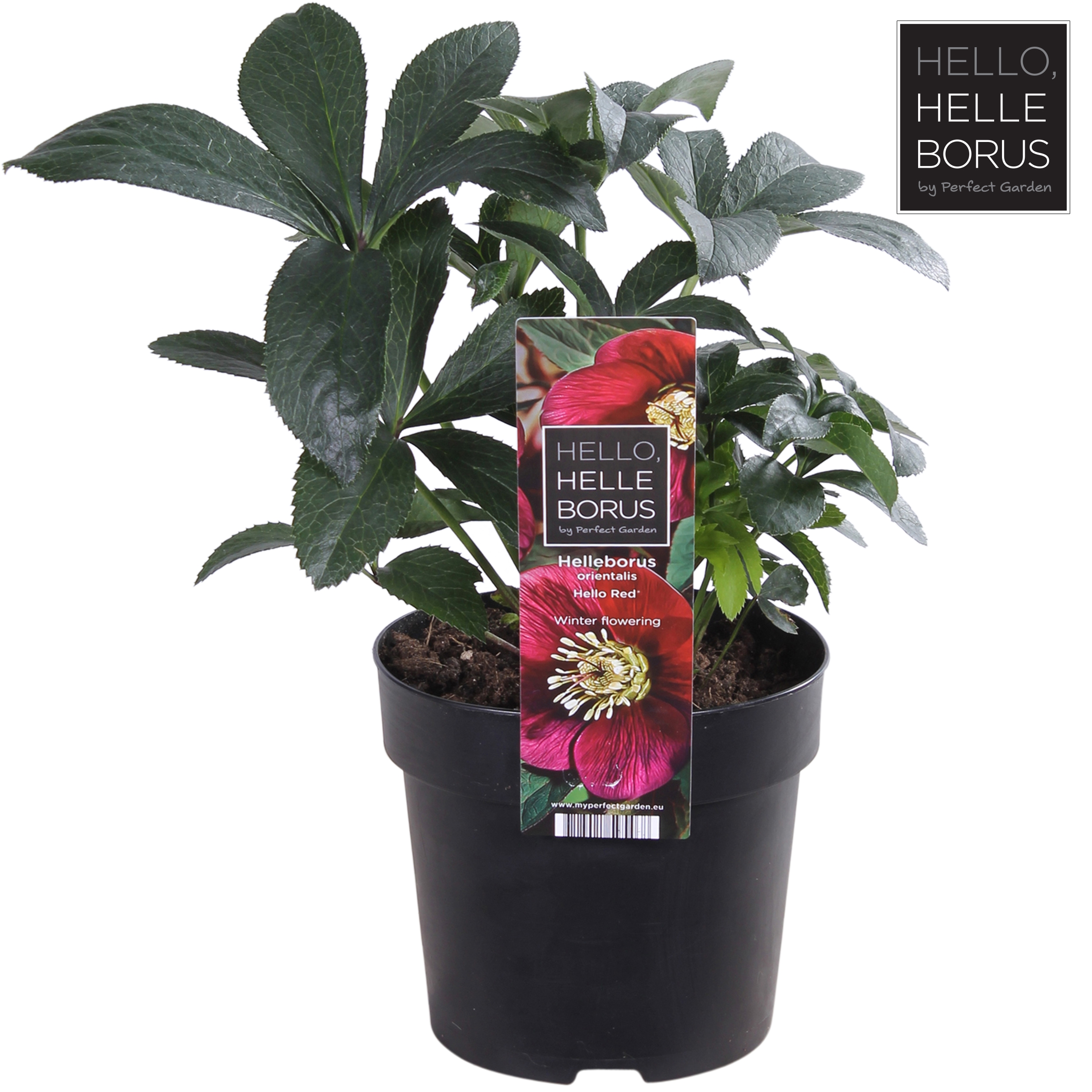 Picture of Helleborus orientalis Hello Red P14