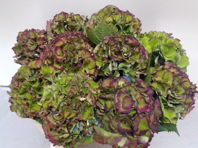 Hydrangea Royal Palace Classic 50cm 16Ø