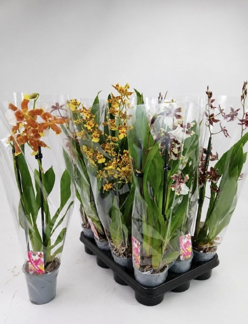 Orchideeen Gemengd