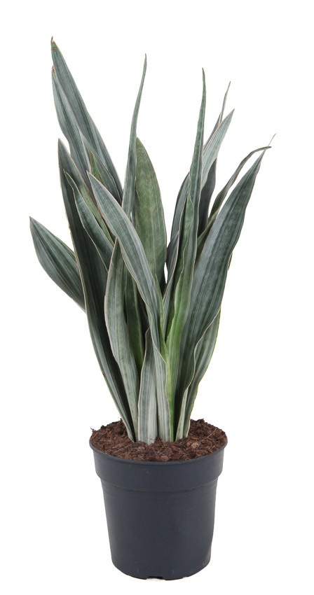 Sansevieria Sayuri