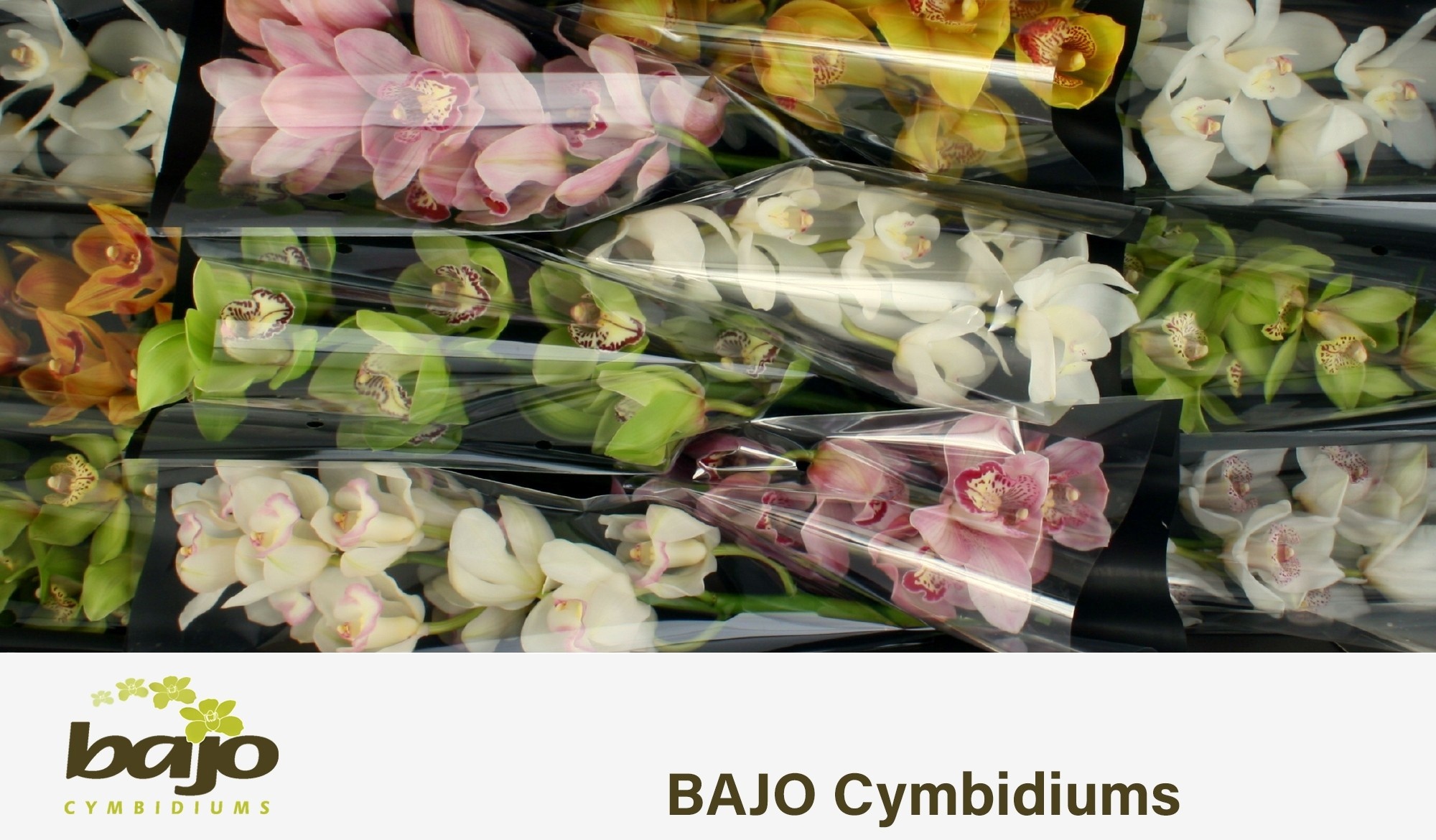 Cymbidium Asst 7bl
