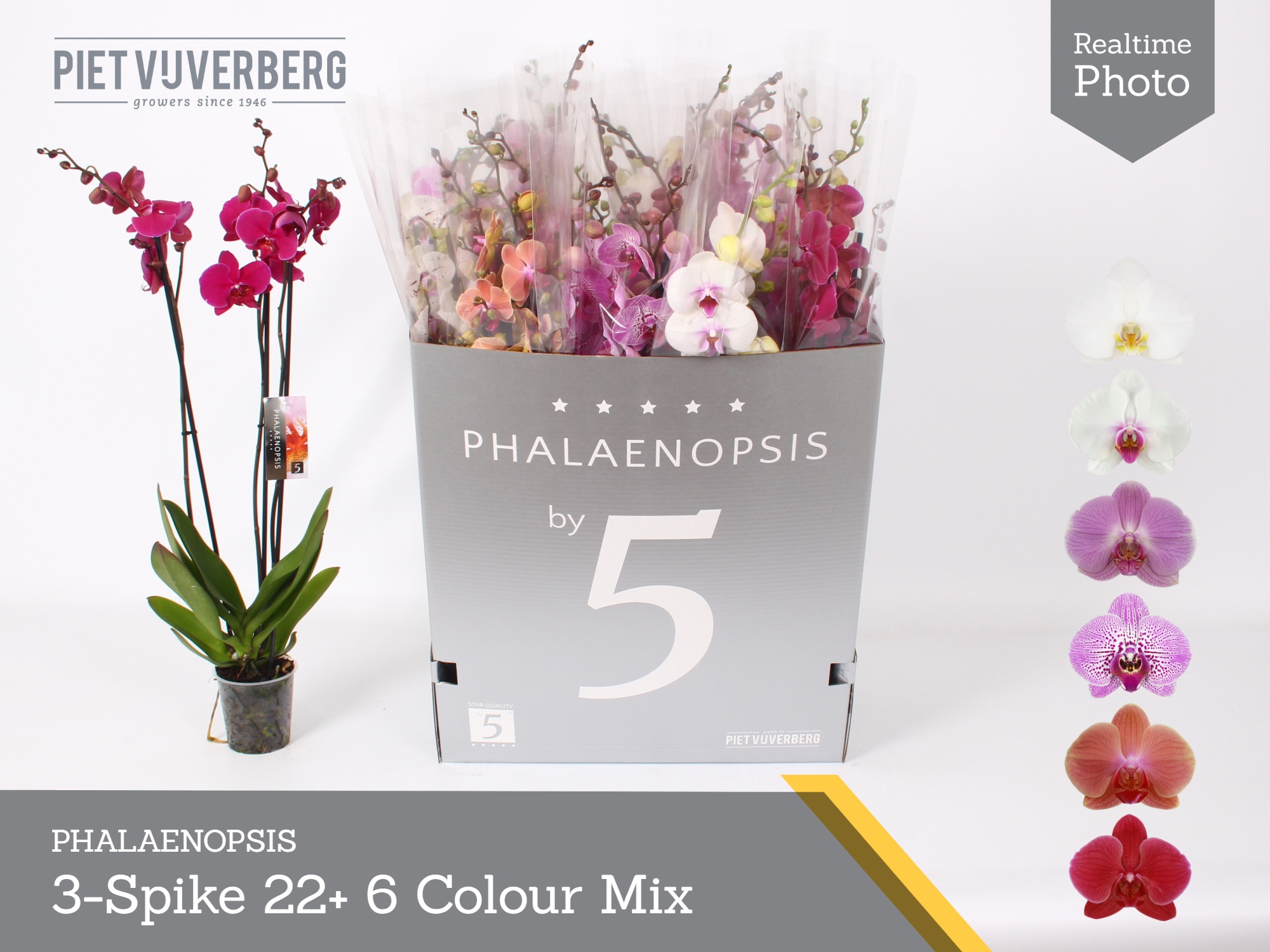 Phal Gem 6 Kl 12P 80H 3TAK 22bloem 23bloei
