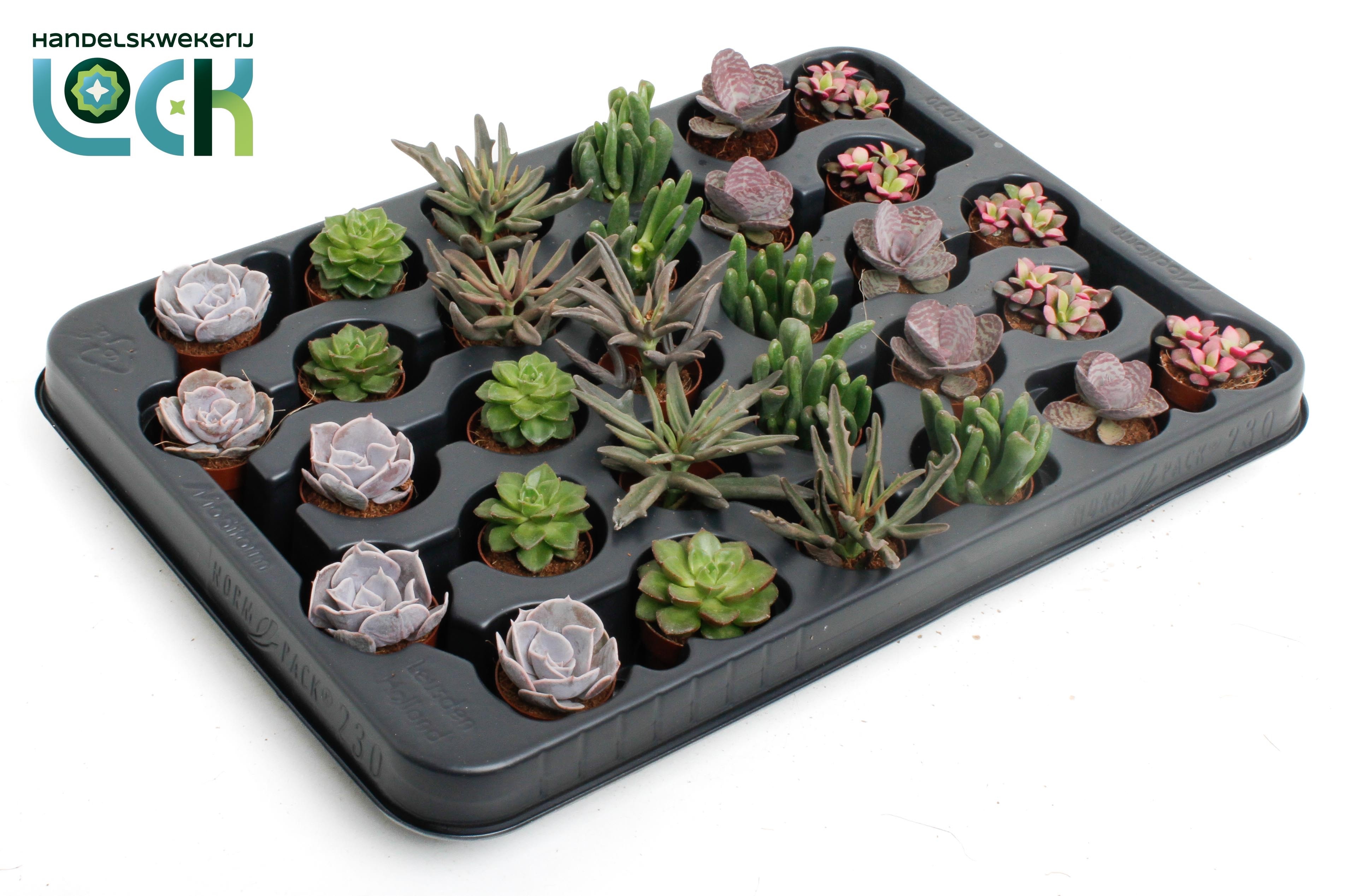 Succulenten Overig 503Ø 8cm