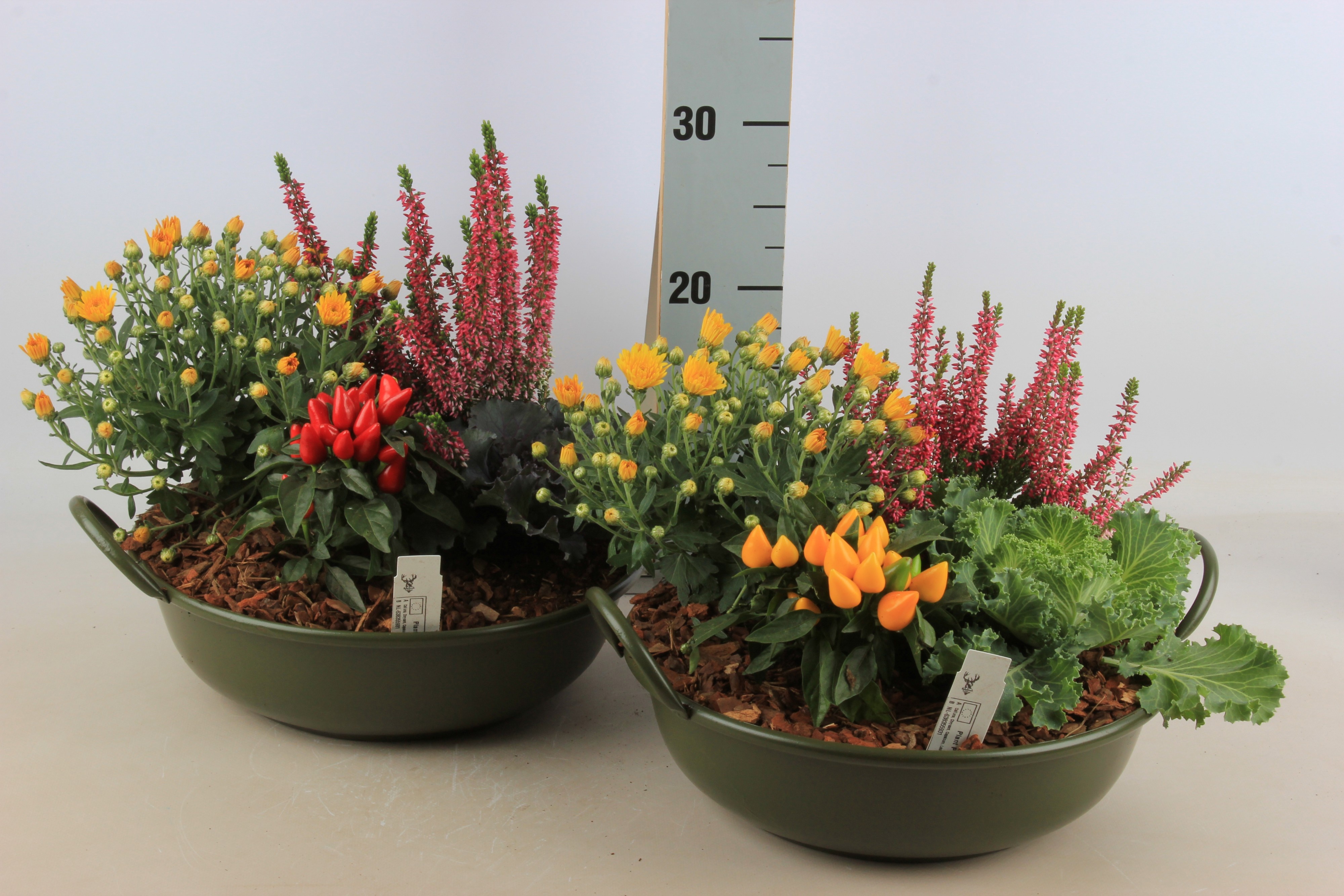 Arr Tuinplanten 30P 25cm 12bloei