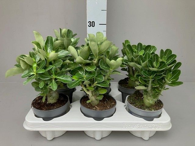 Adenium obesum