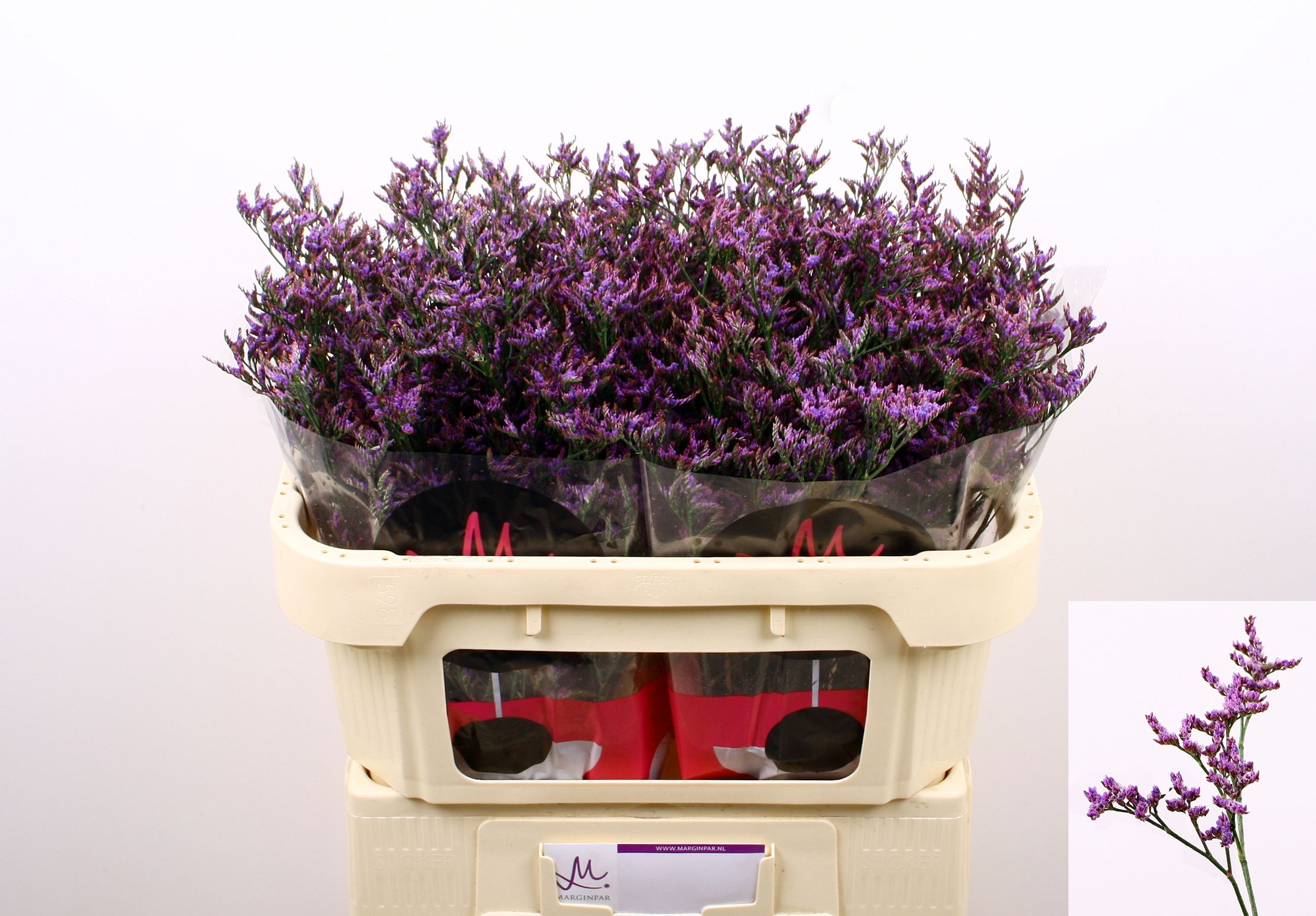 Limonium Dark Blue 70cm 30gram