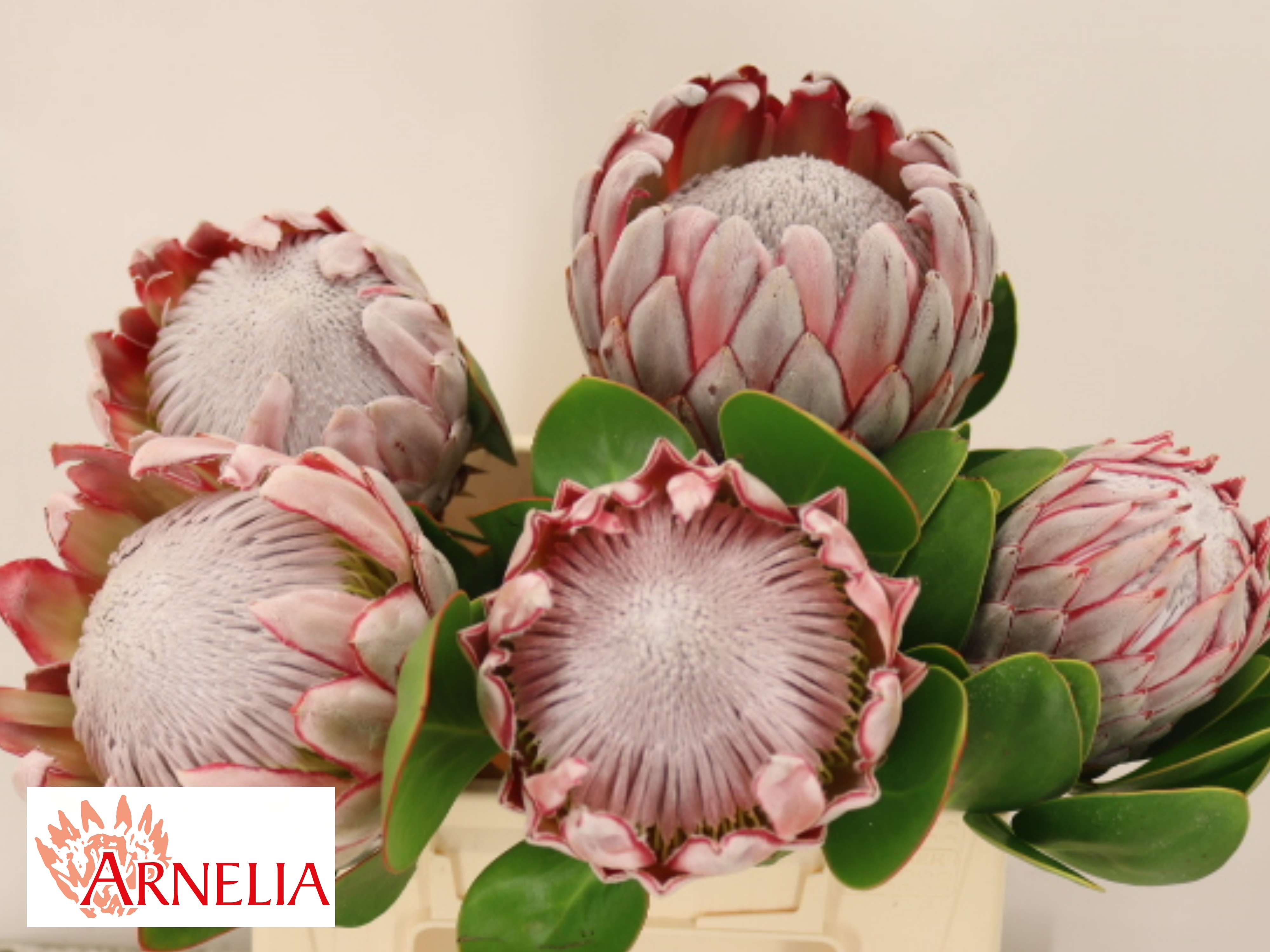 Protea Cynaroides 40cm