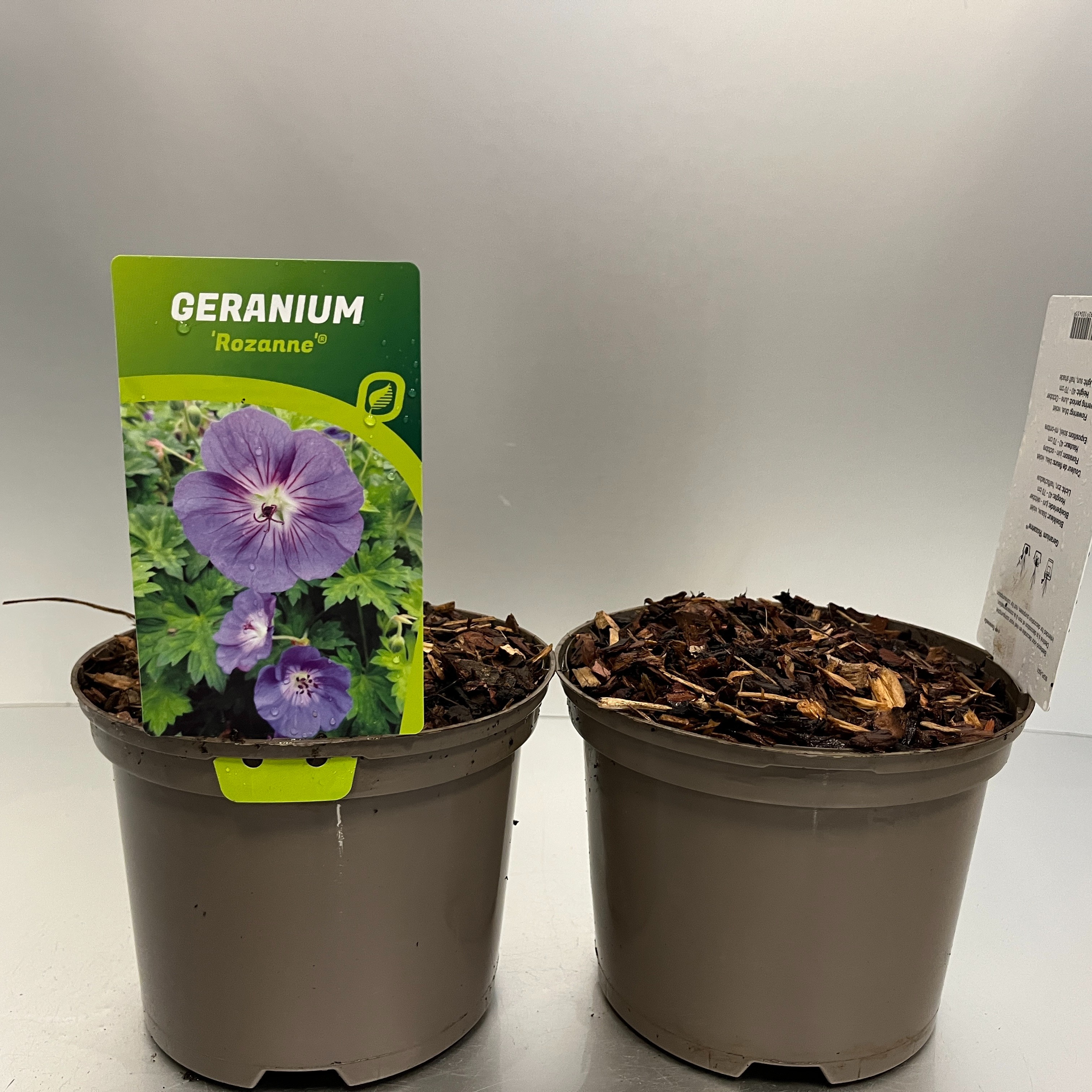 Picture of Geranium Rozanne P17 (2 Ltr) (LOOSE)