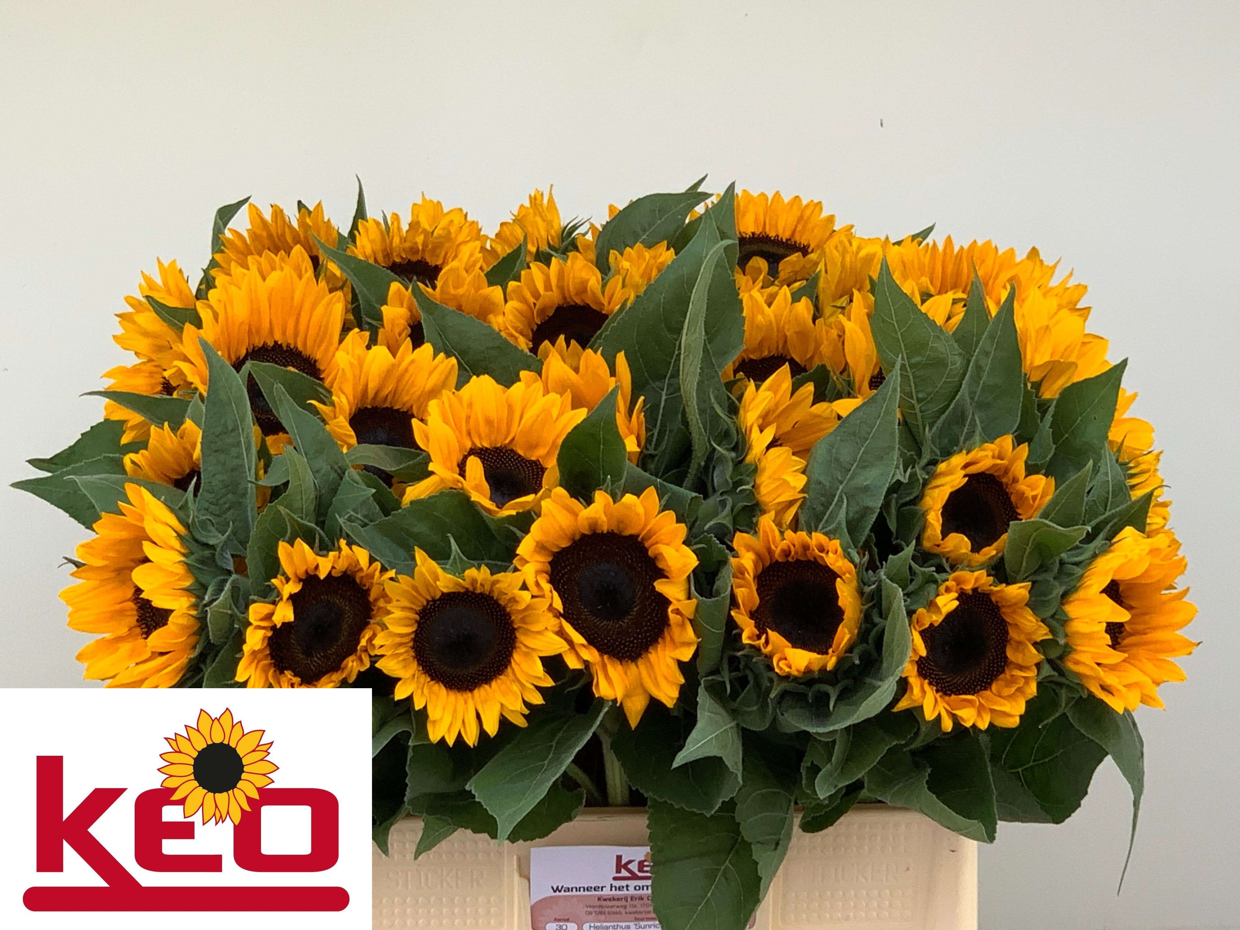 Helianthus Sunrich Or 60cm