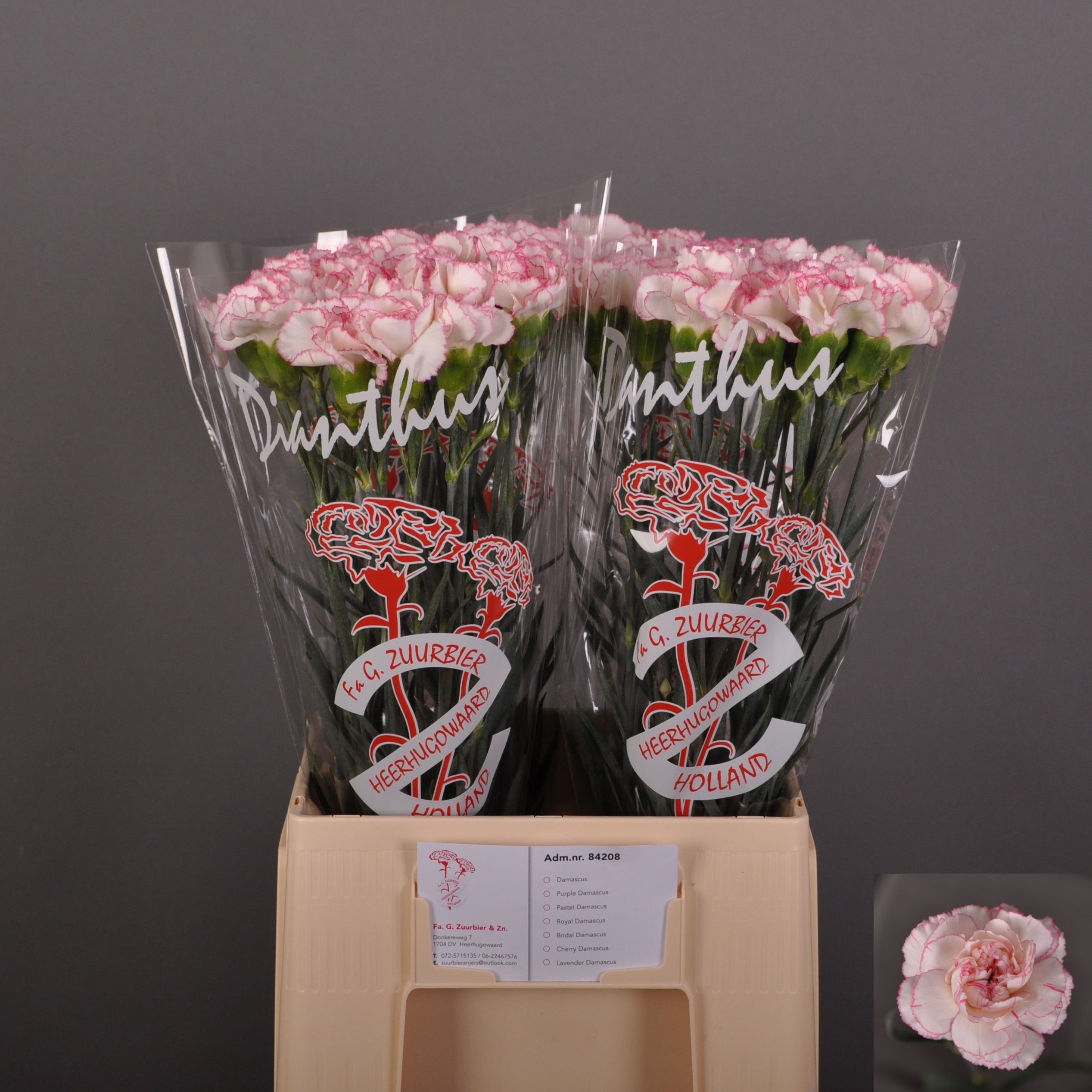 Dianthus Pastel Damascus 60cm