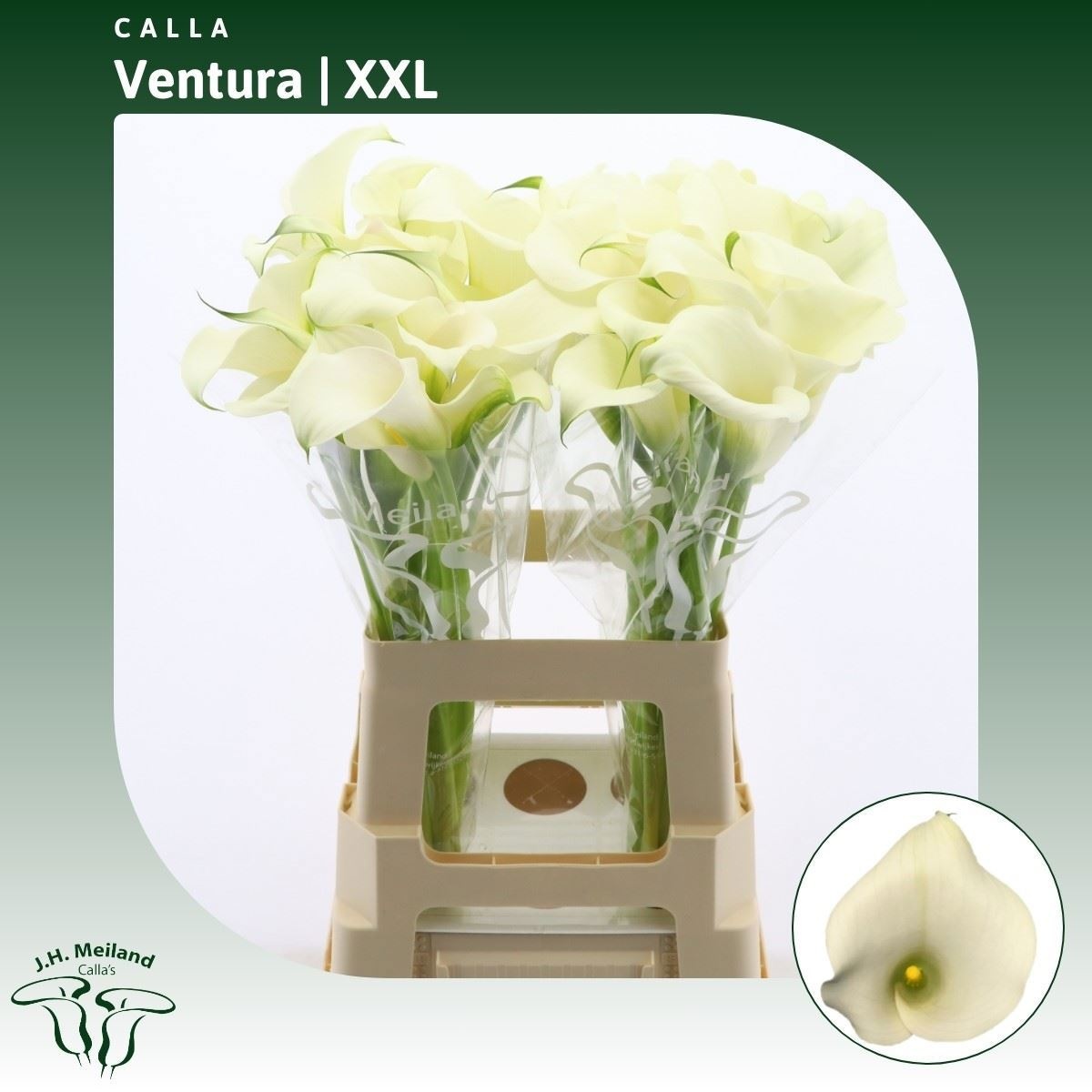 Calla Capt Ventura 65cm