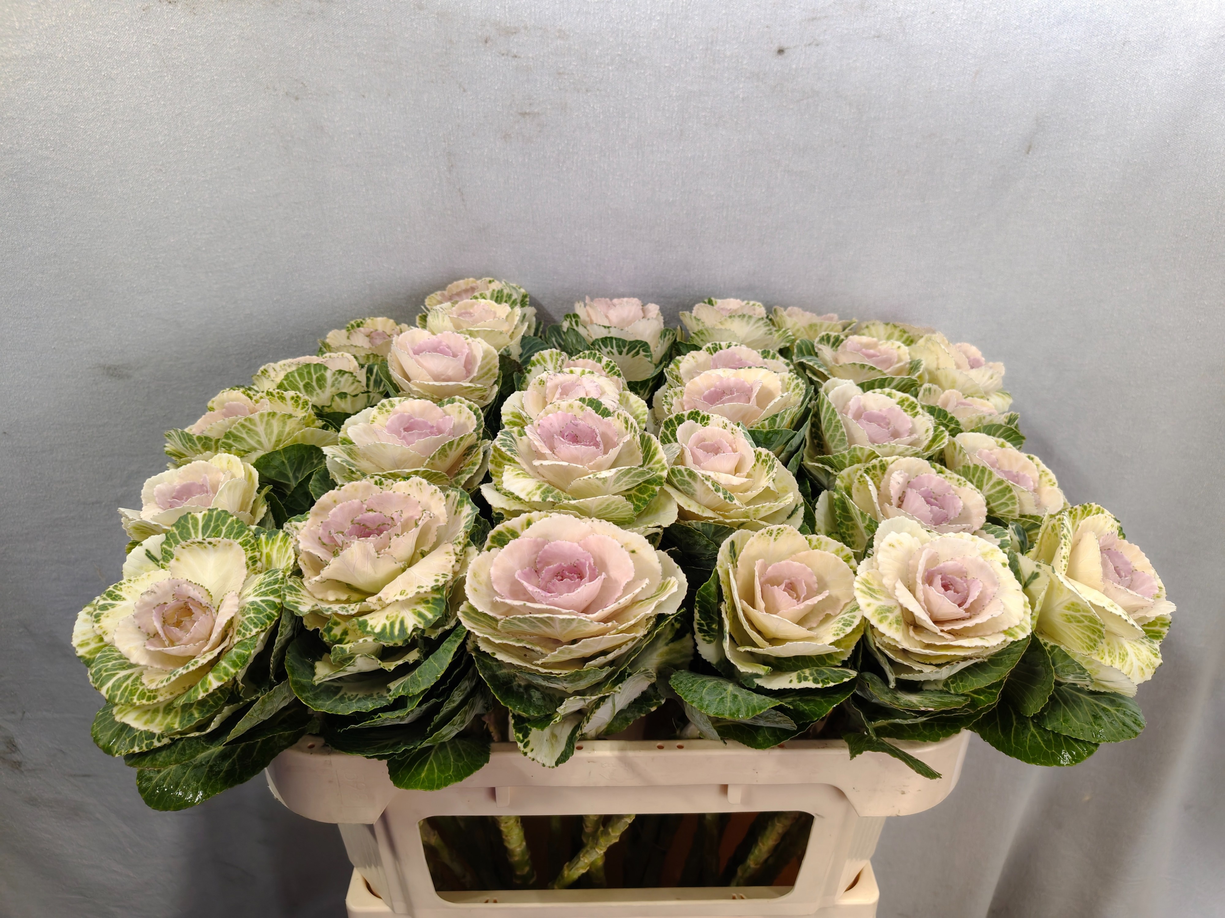 Brassica White Crane 70cm