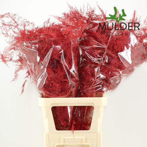 Asp S Klb H% L. Getopt Red