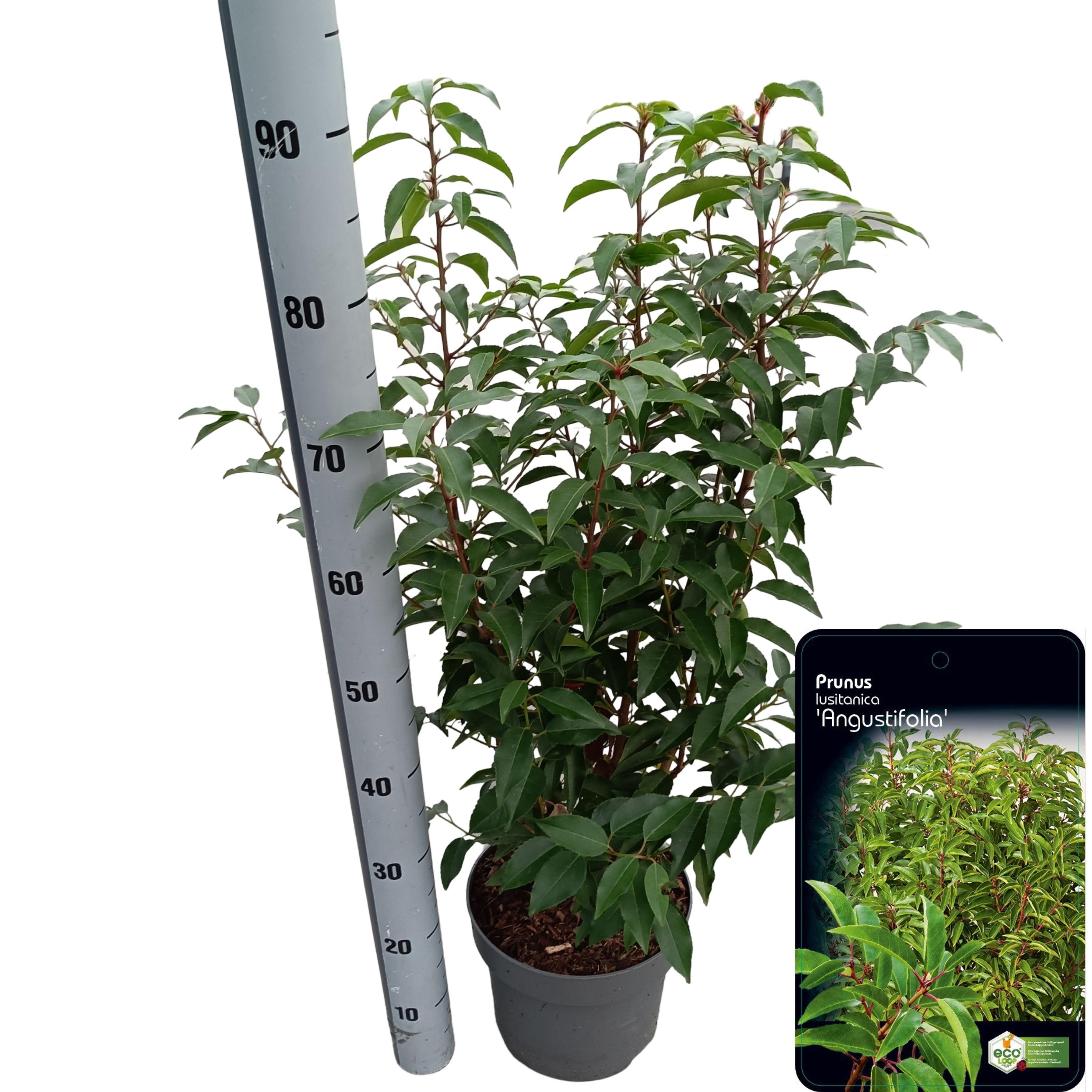 Picture of Prunus lusitanica 'Angustifolia'