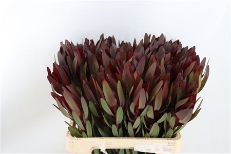 Leucadendron Safari Sunset 60cm