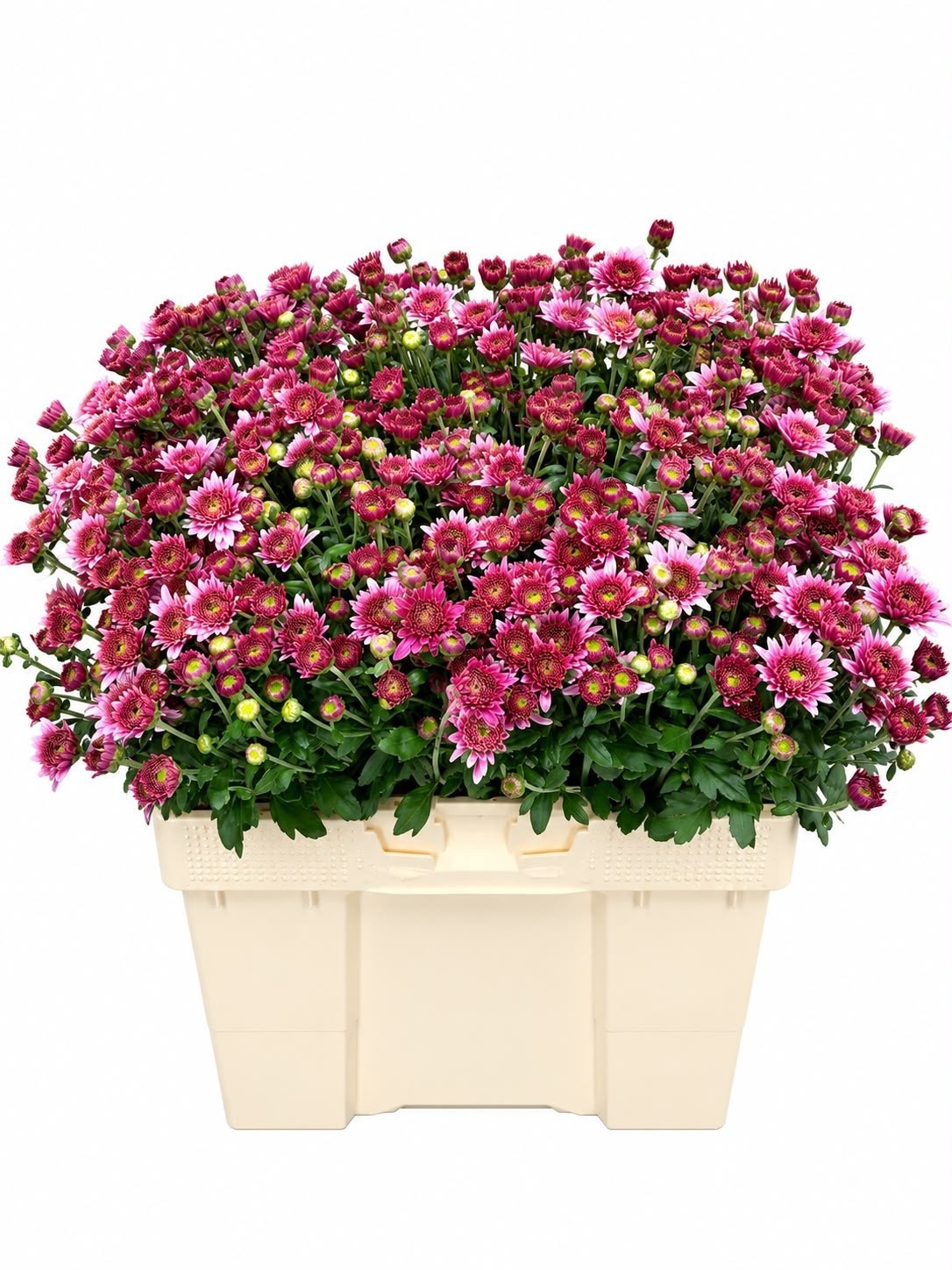 Chrys Spray Beppie Super Purple 50cm 50gram