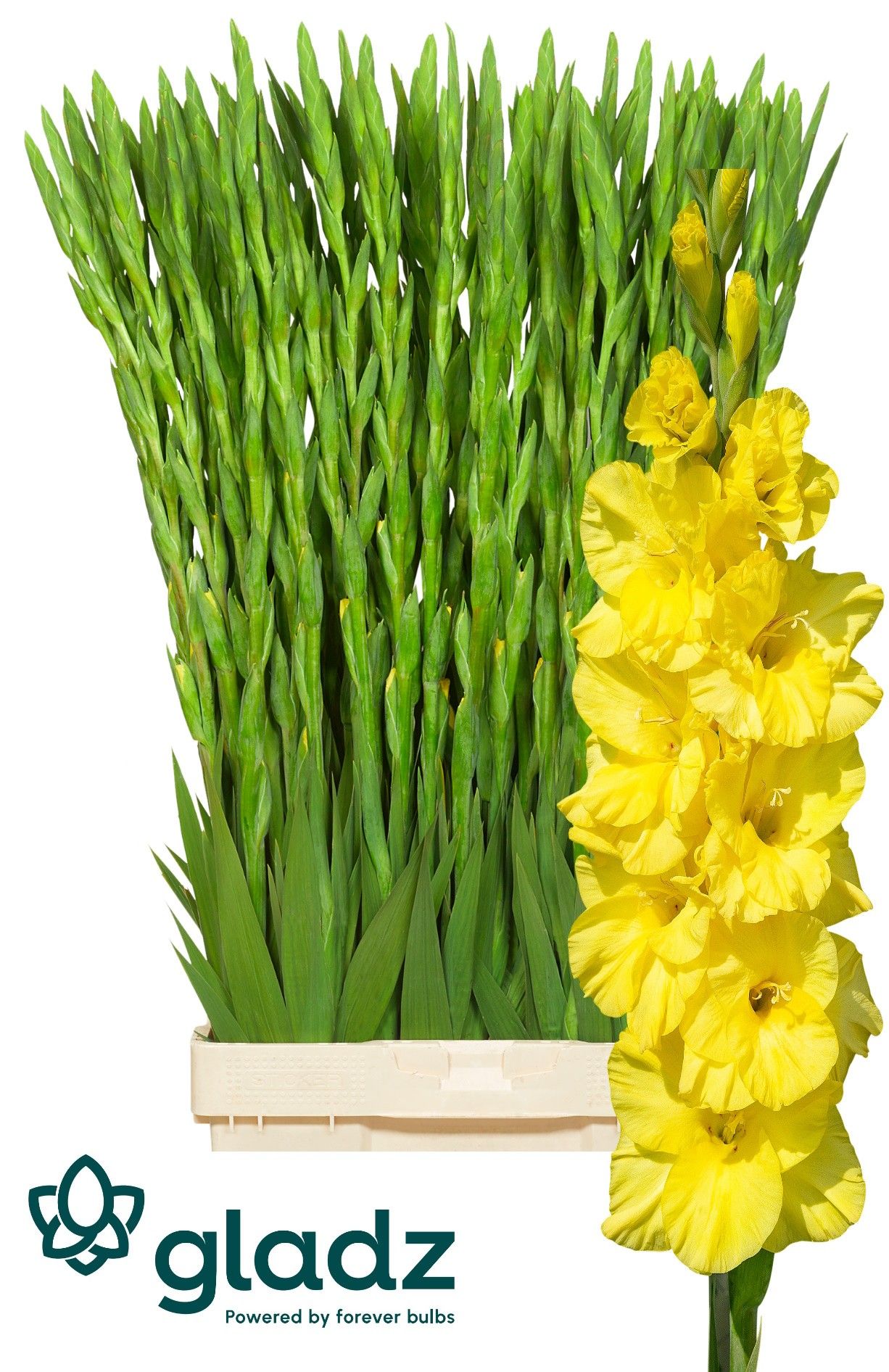 Gladiolus Bra Val 120cm 220gram