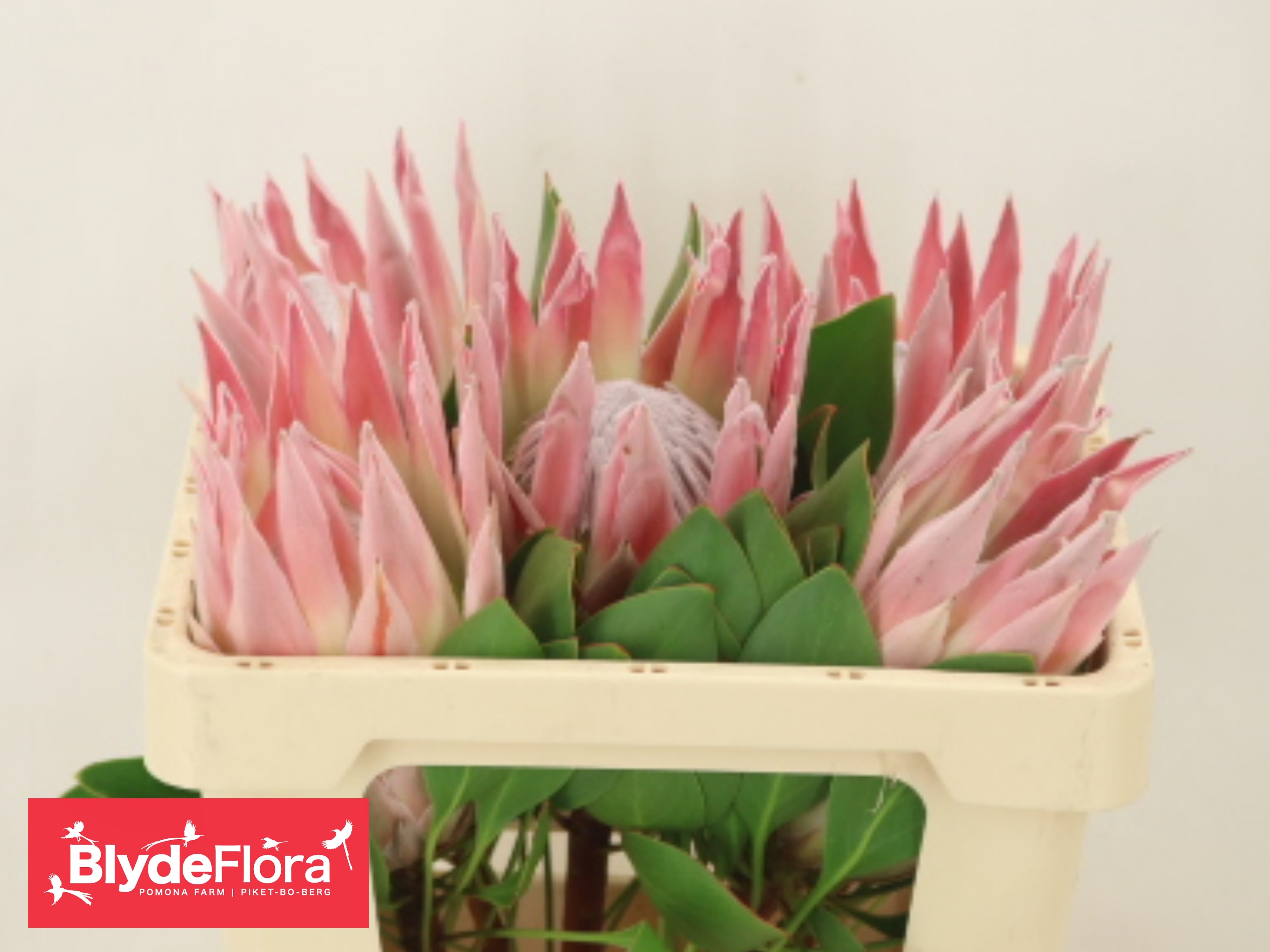 Protea Cy Sandra 50cm