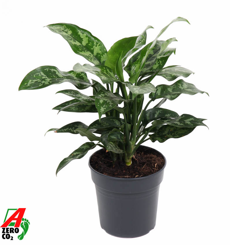 Picture of Aglaonema Maria P17 40CM