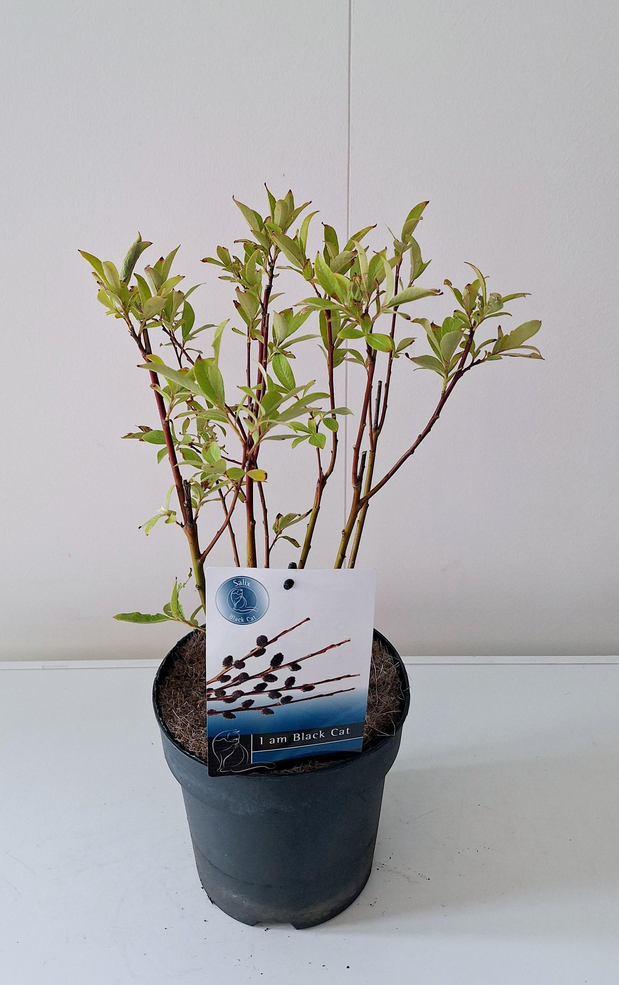 Picture of Salix Kurome bush P19