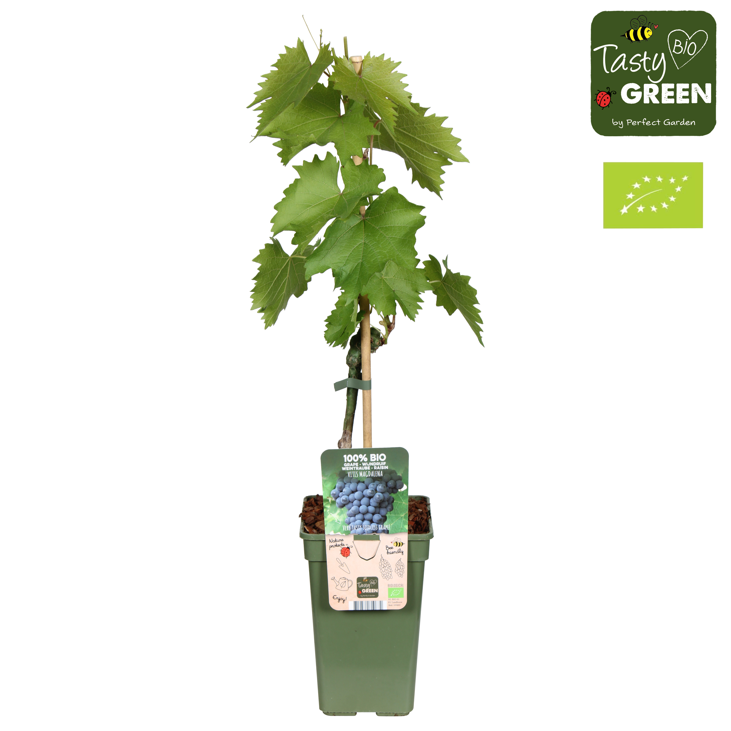 Picture of Vitis vinifera Magdalena (grafted) P19 (3 Ltr) organic