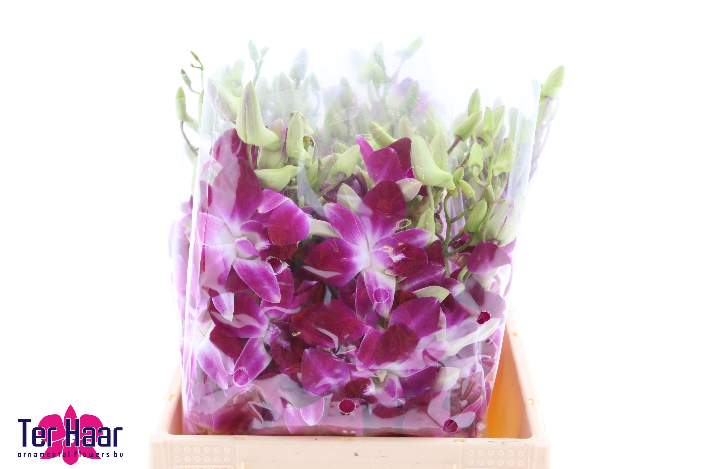 Dendrobium 50cm