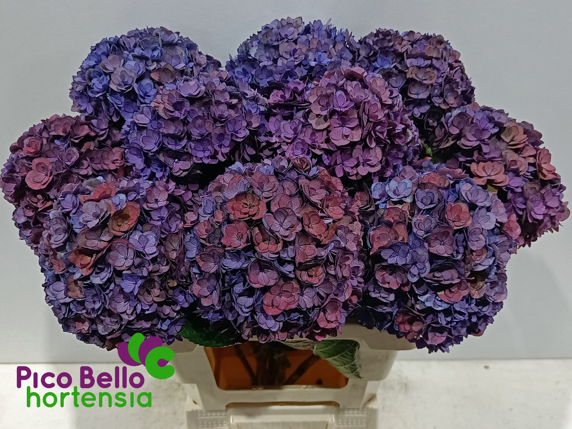 Hydrangea Royal Anastasia Classic 60cm 18Ø