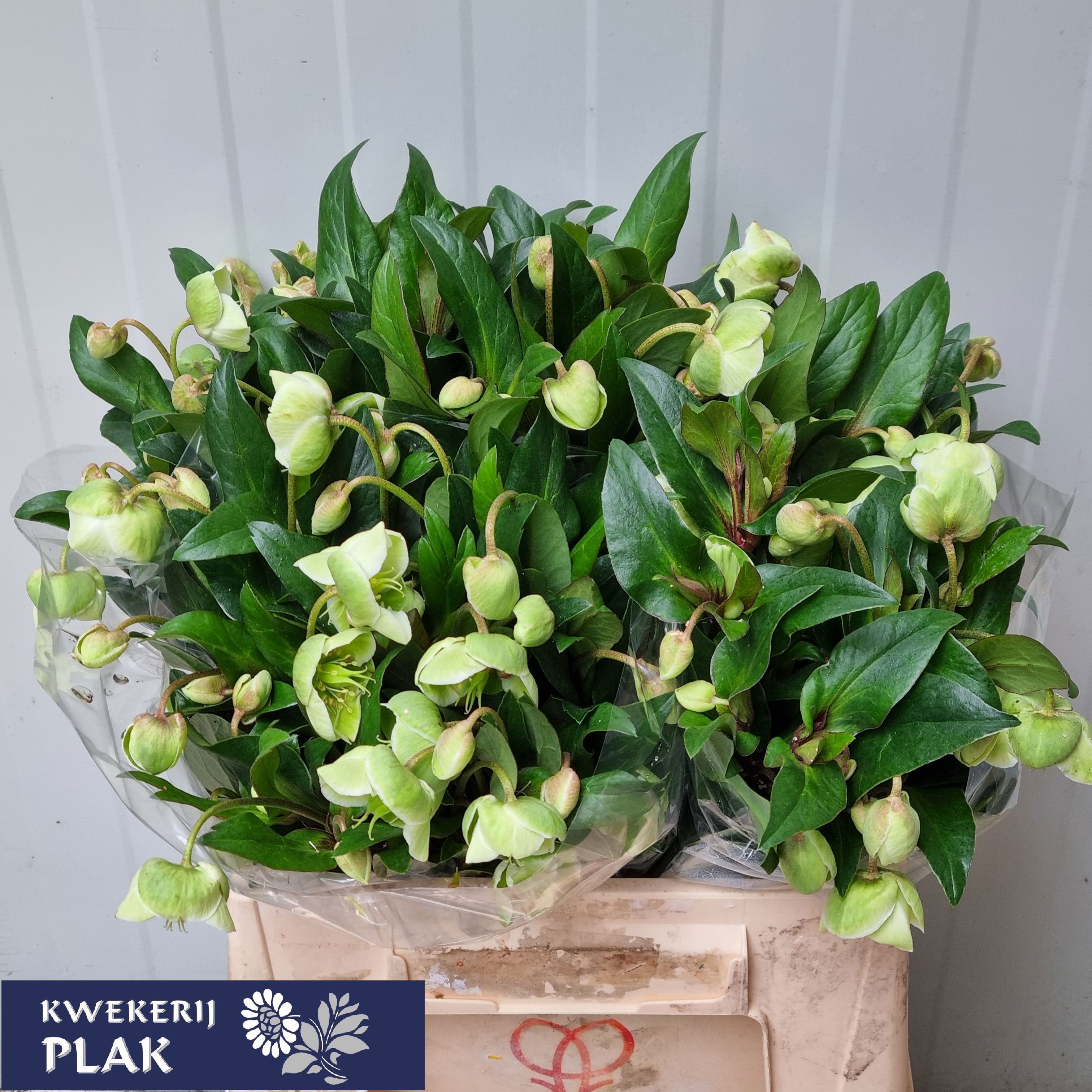 Helleborus Winterbells 40cm