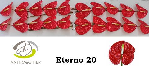 Anthurium Eterno 9Ø