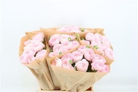 Ranunculus 40cm