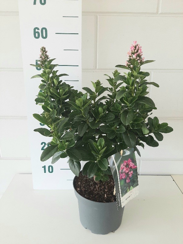 Escallonia laeves 'Pink Elle'