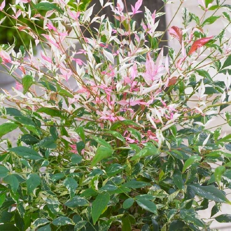 Picture of Nandina domestica 'Twilight'