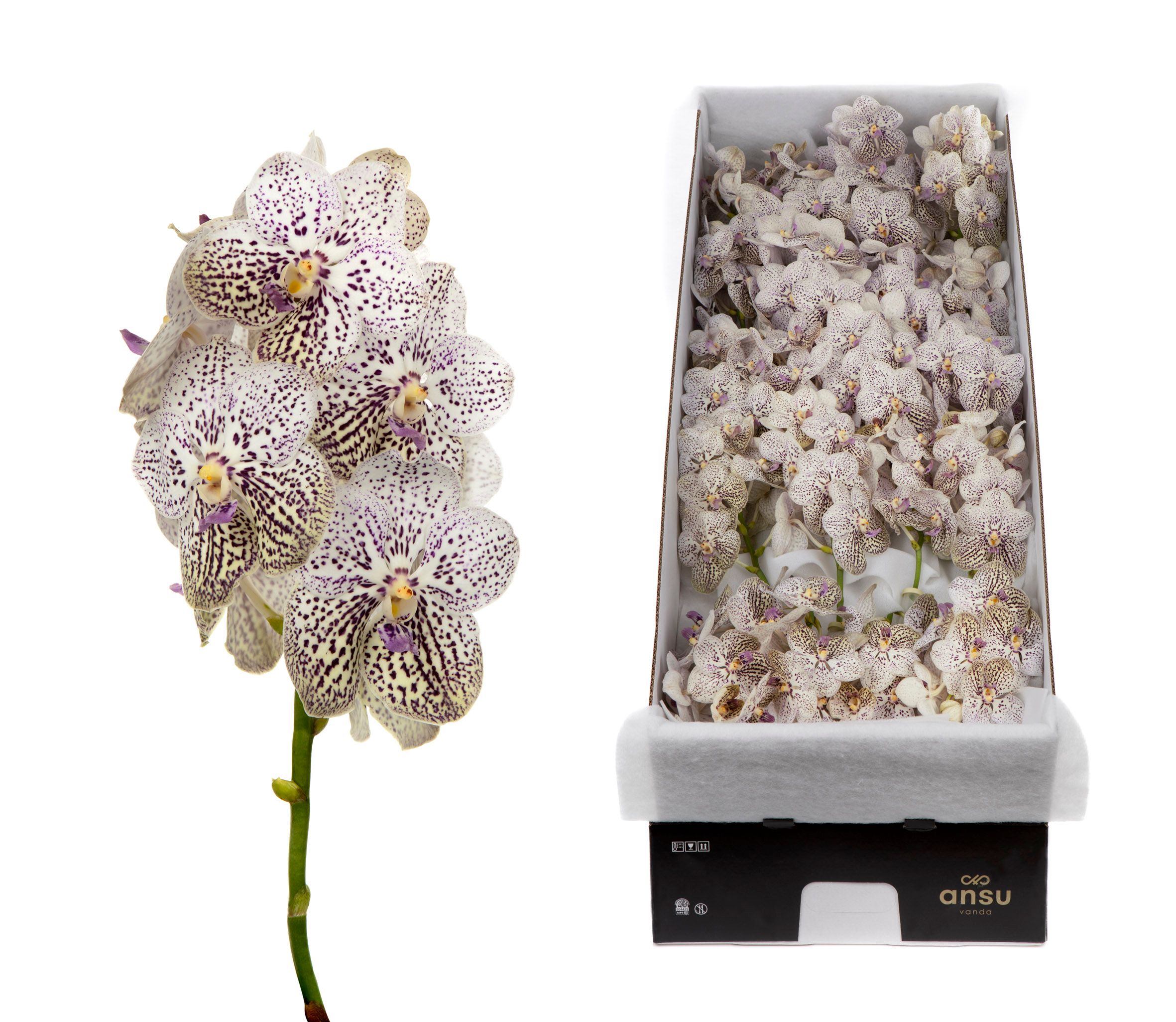 Vanda Su Pur Confet