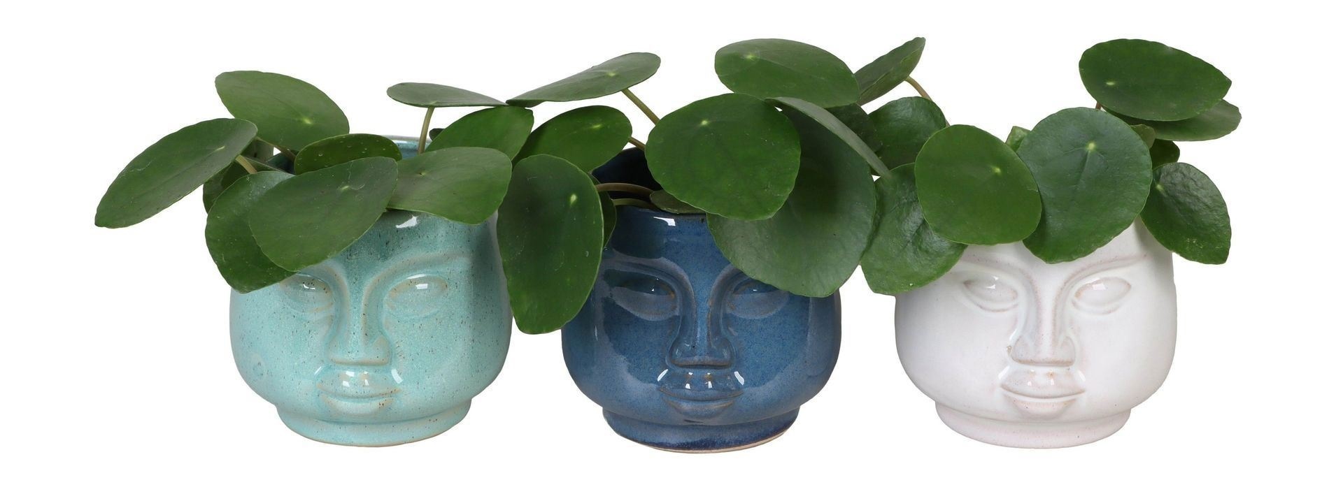 Pilea L 65896 with Pilea Pep.