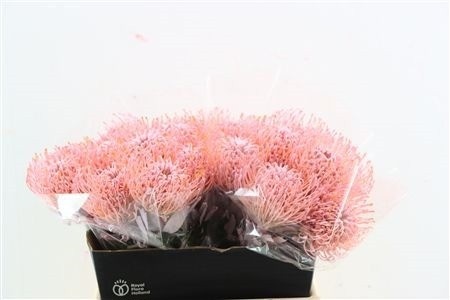 Leucospermum Naomi Painted 40cm