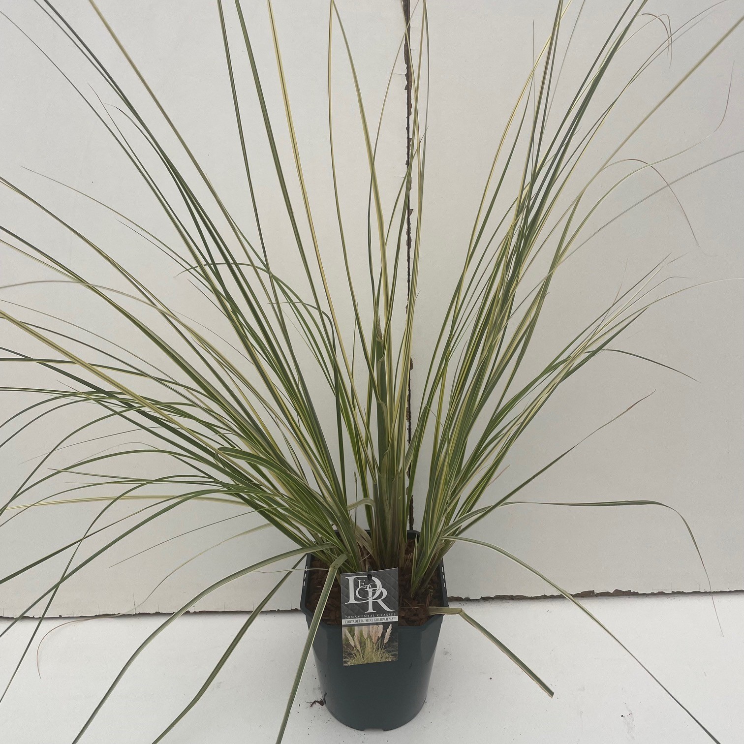 Picture of Cortaderia sell. Mini Goldpampas P23 (5 Ltr) SQUARE