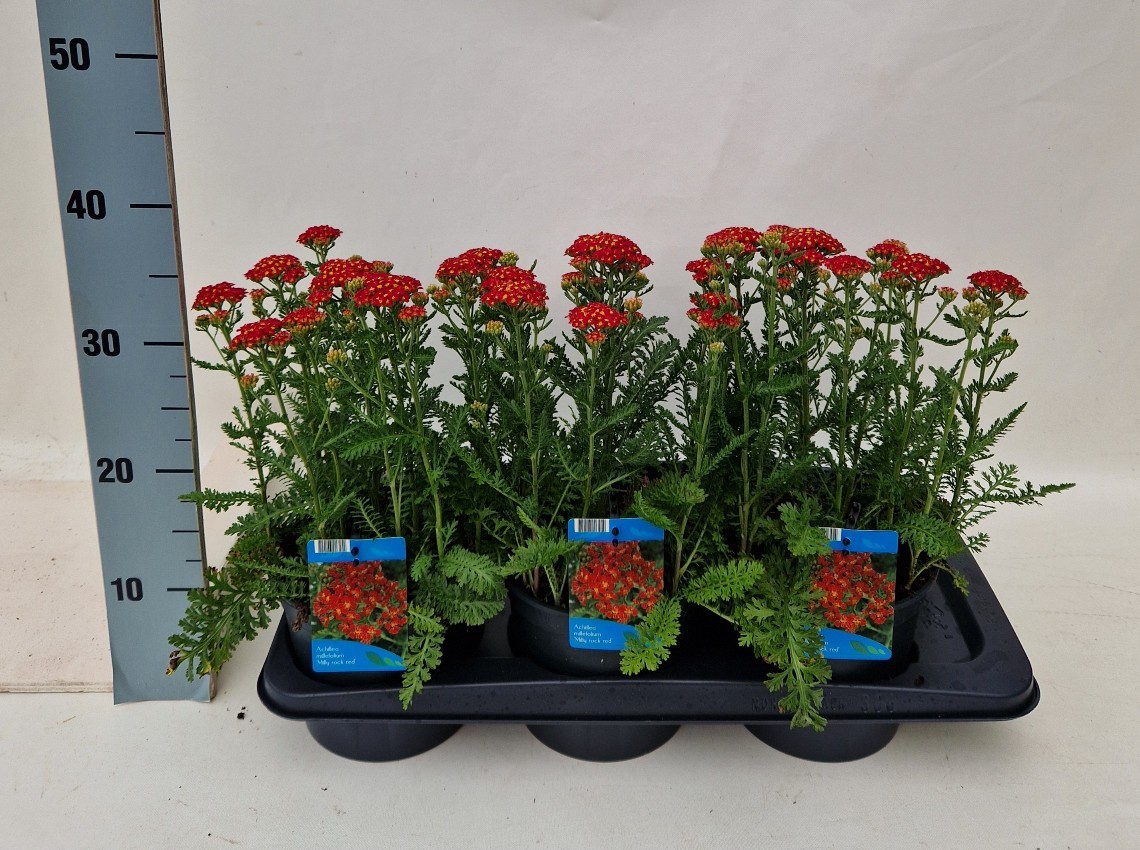 Picture of Achillea Milly Rock red P17 (2 Ltr)