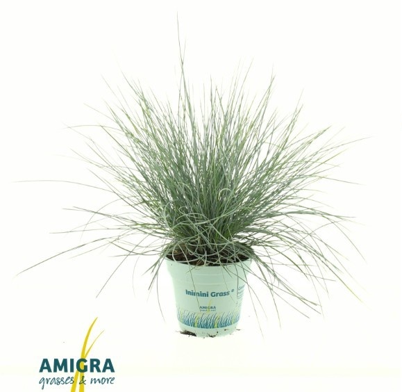 Picture of Festuca glauca CompactA Blue®