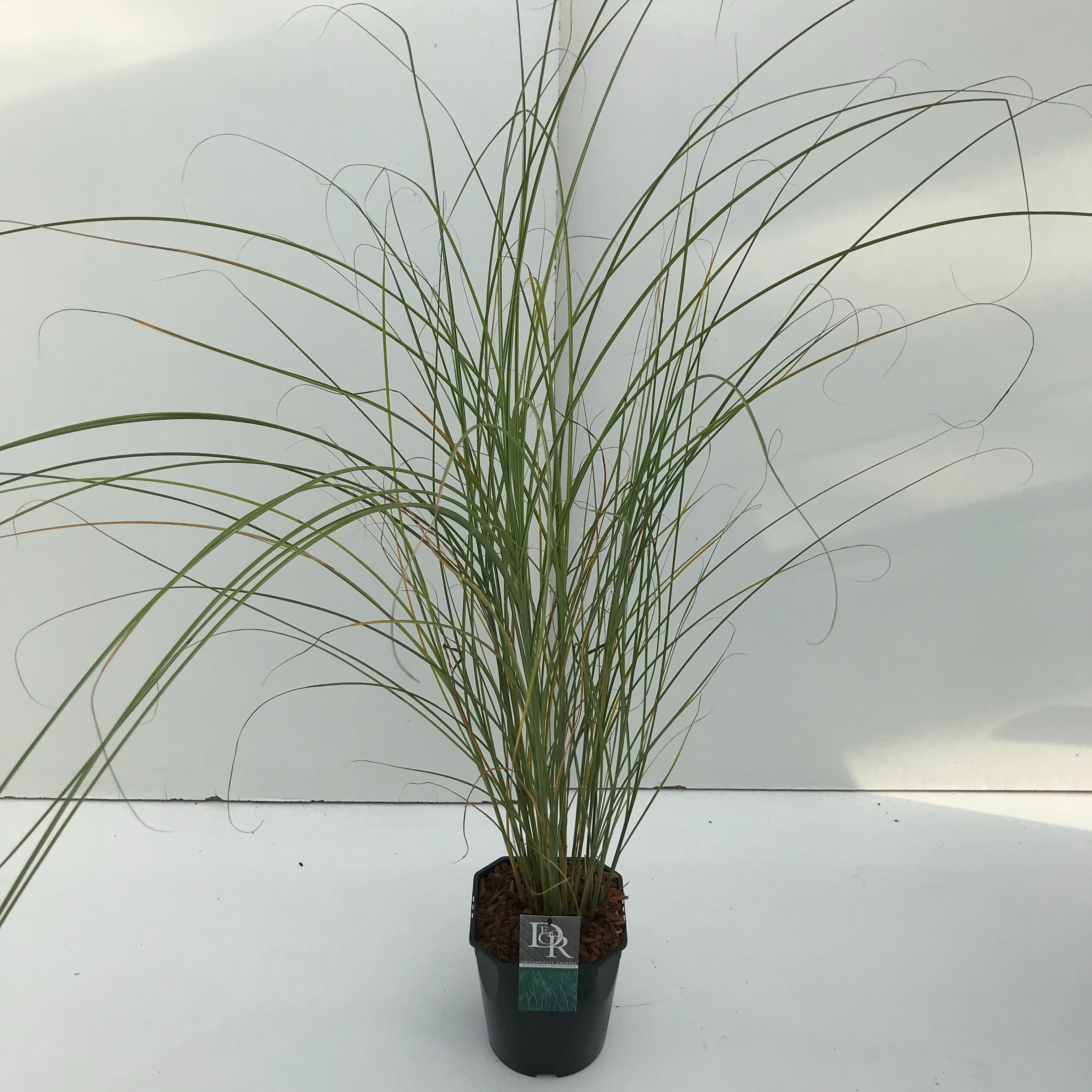 Picture of Miscanthus Gracillimus P23 (5 Ltr) SQUARE (LOOSE)