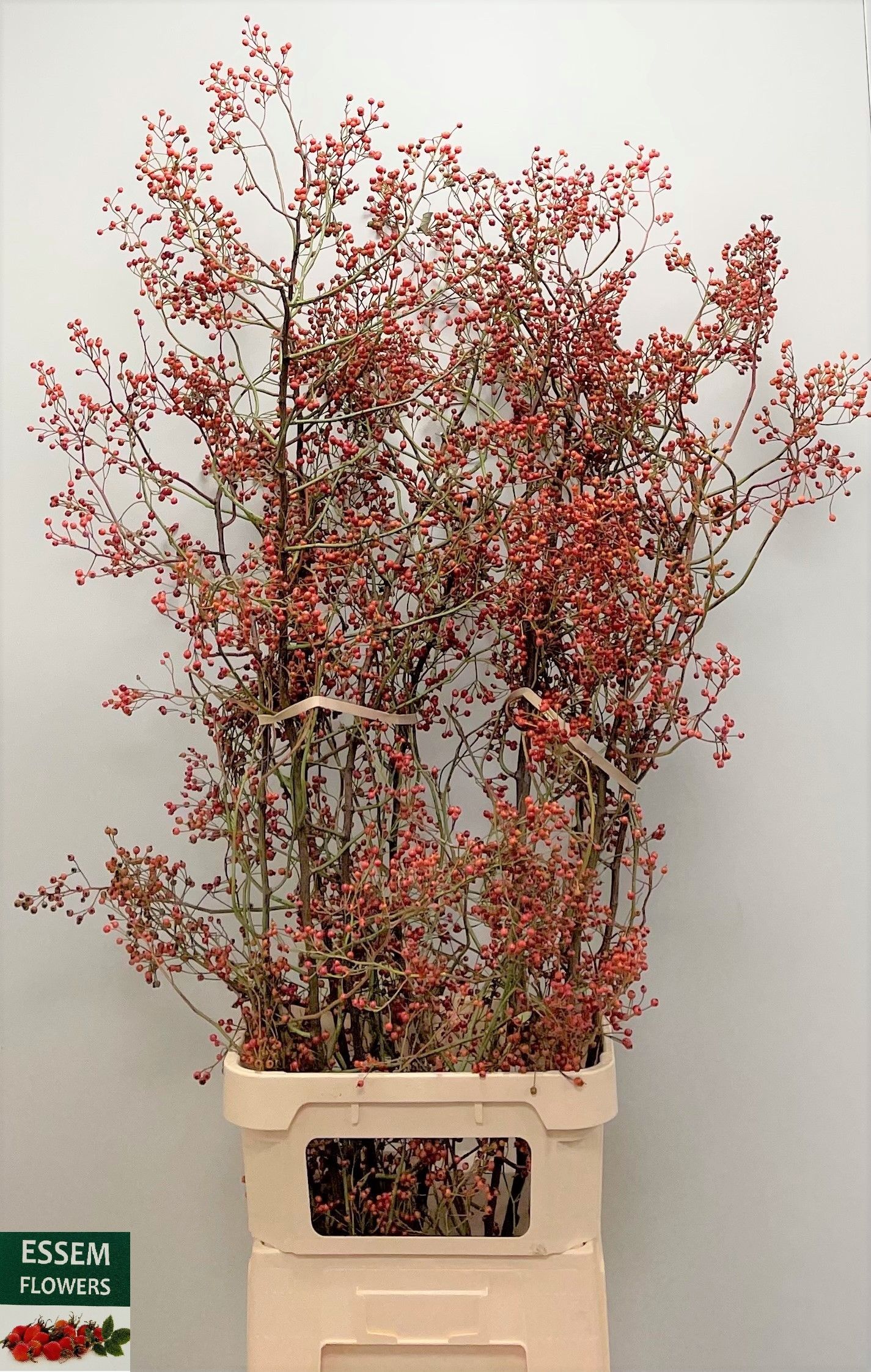 Rosa Plenty 120cm
