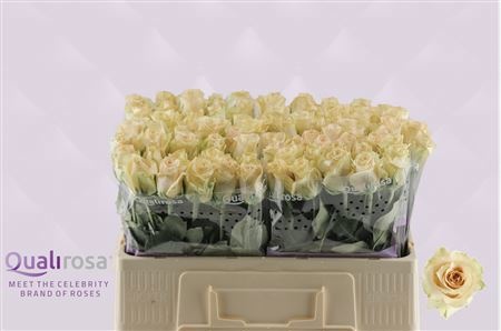 Rosa Quicksand 50cm